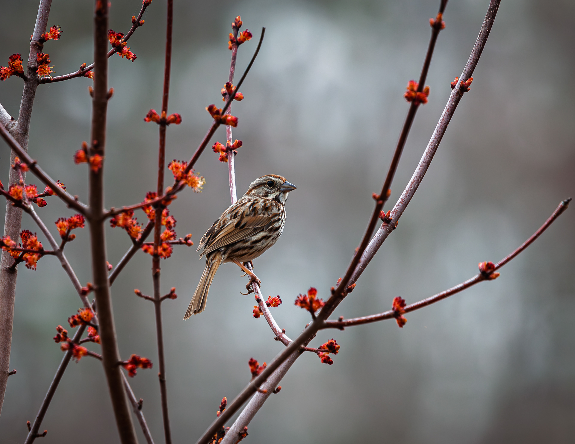 Song Sparrow at CSV