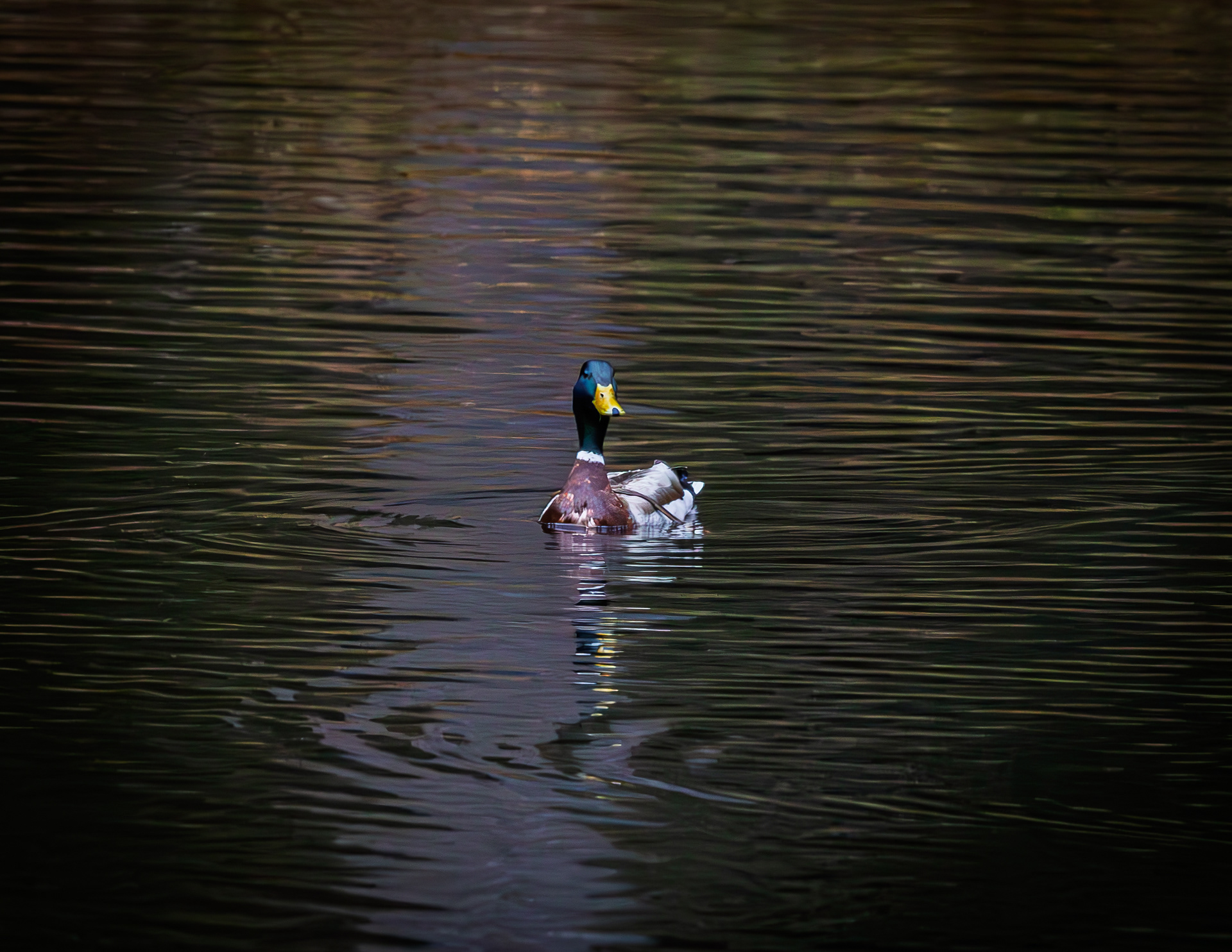 Mallard Drake