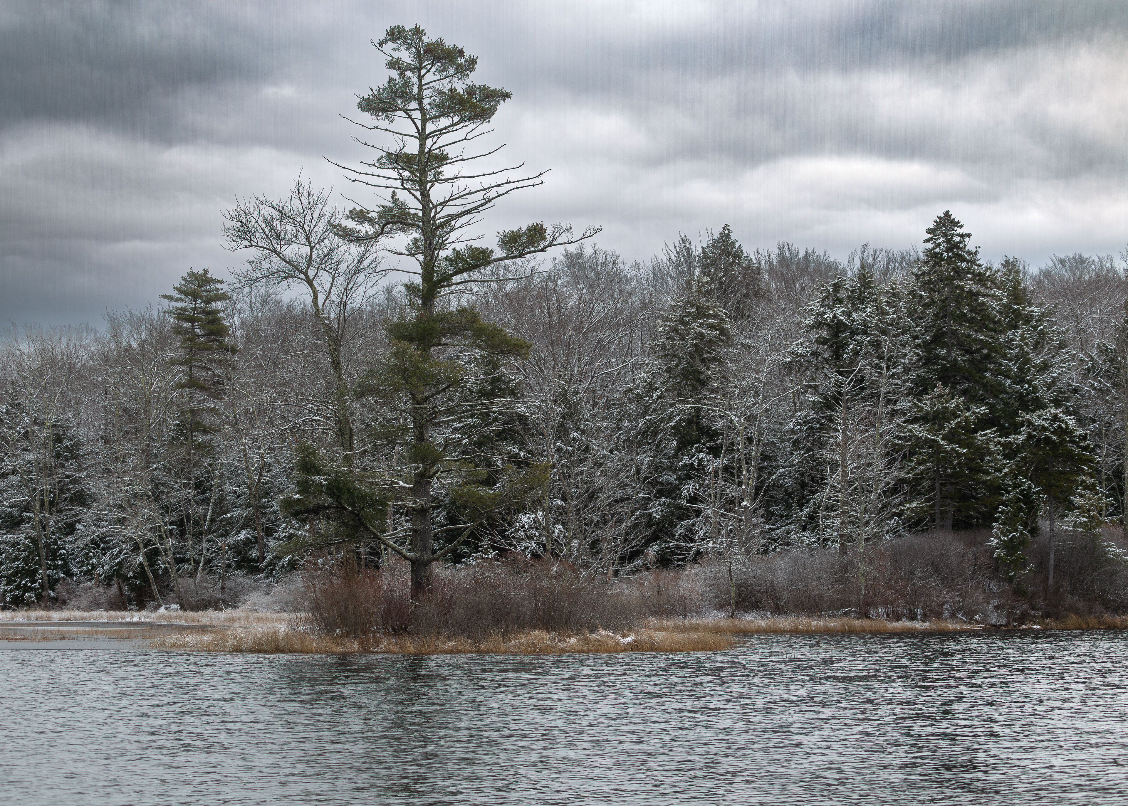 Sentinel Tree at Rollins Pond No1