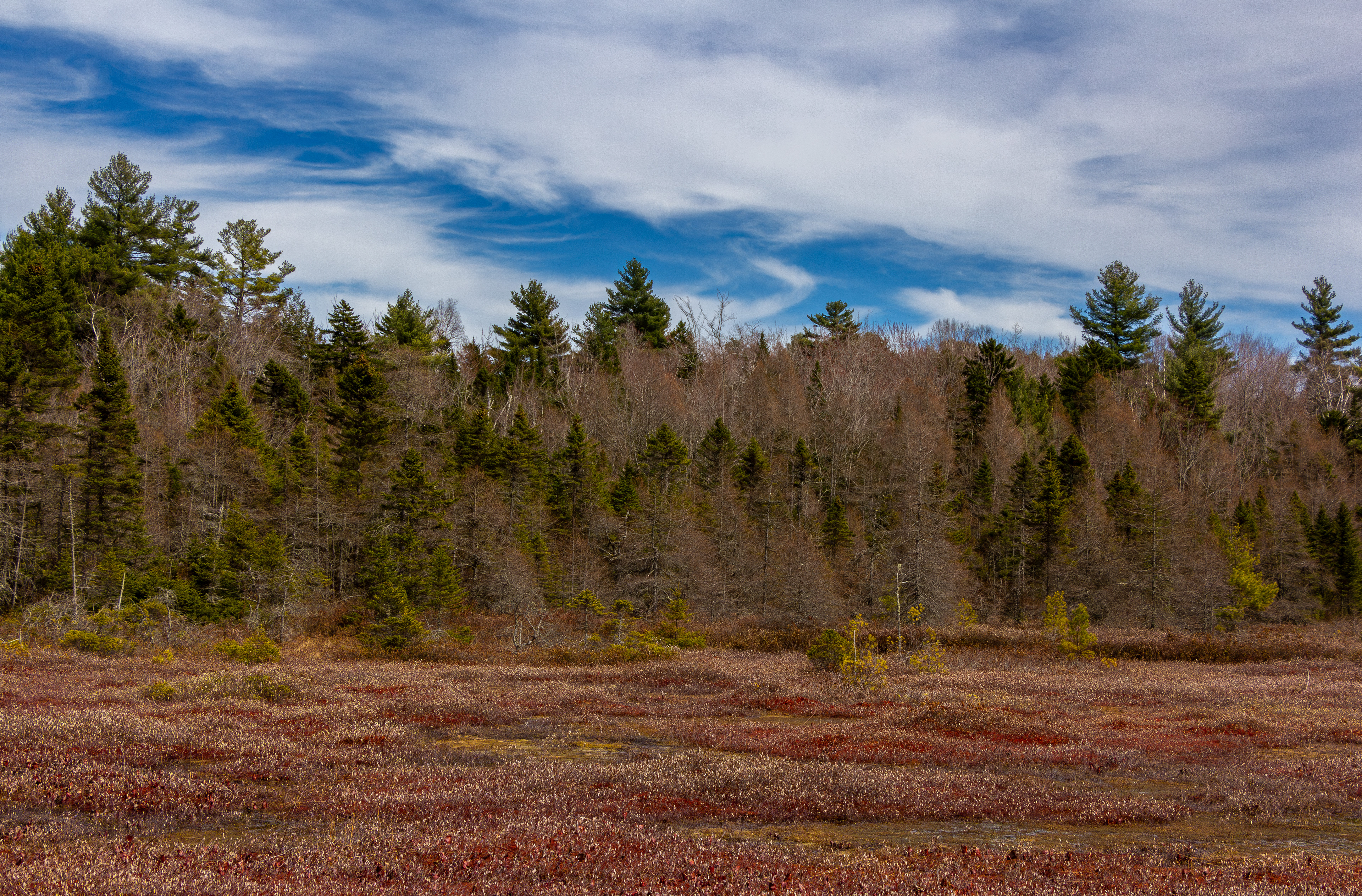 Philbrick-Cricenti Bog No7