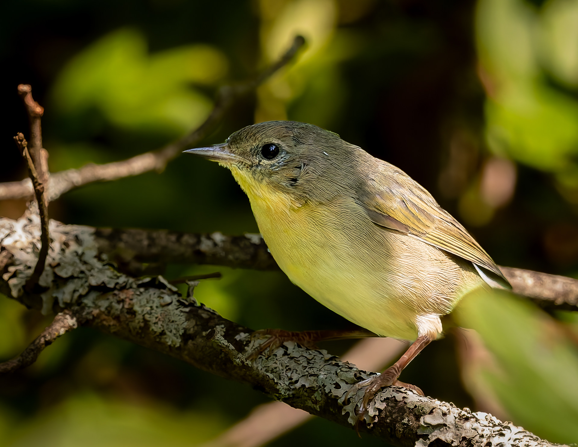 Female Common Yellowthroat