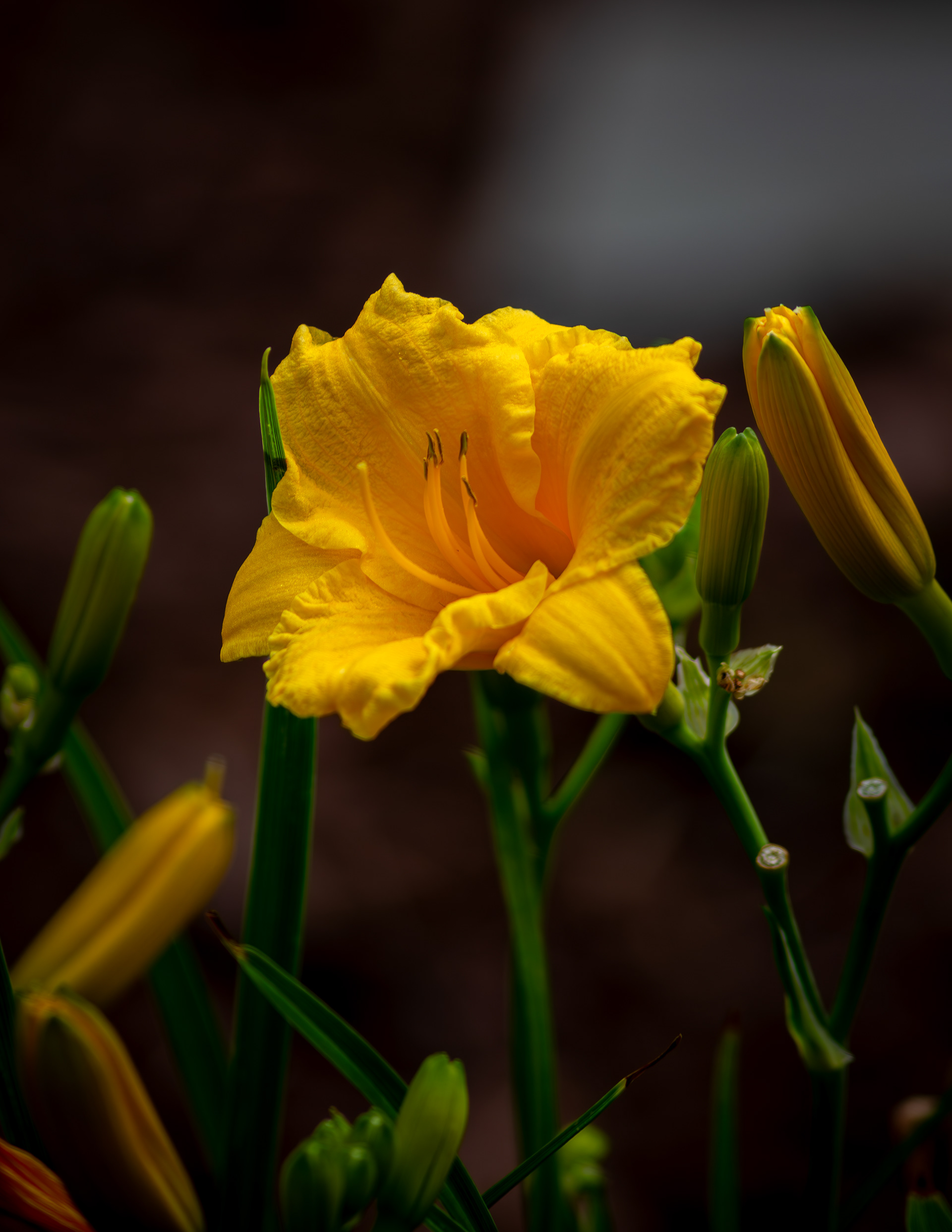 Stella D'oro Daylily