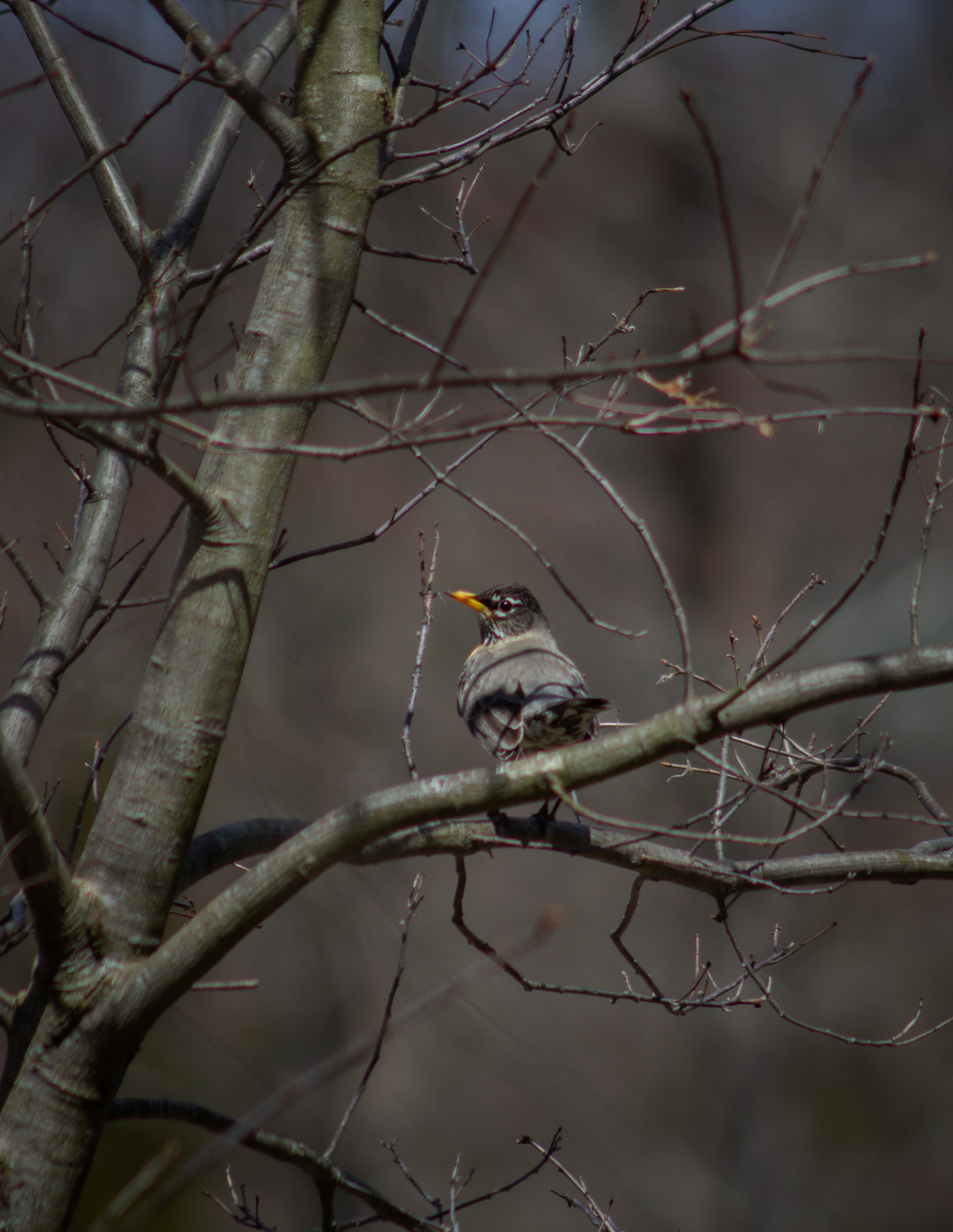 American Robin at Grey Rocks Conservation Area