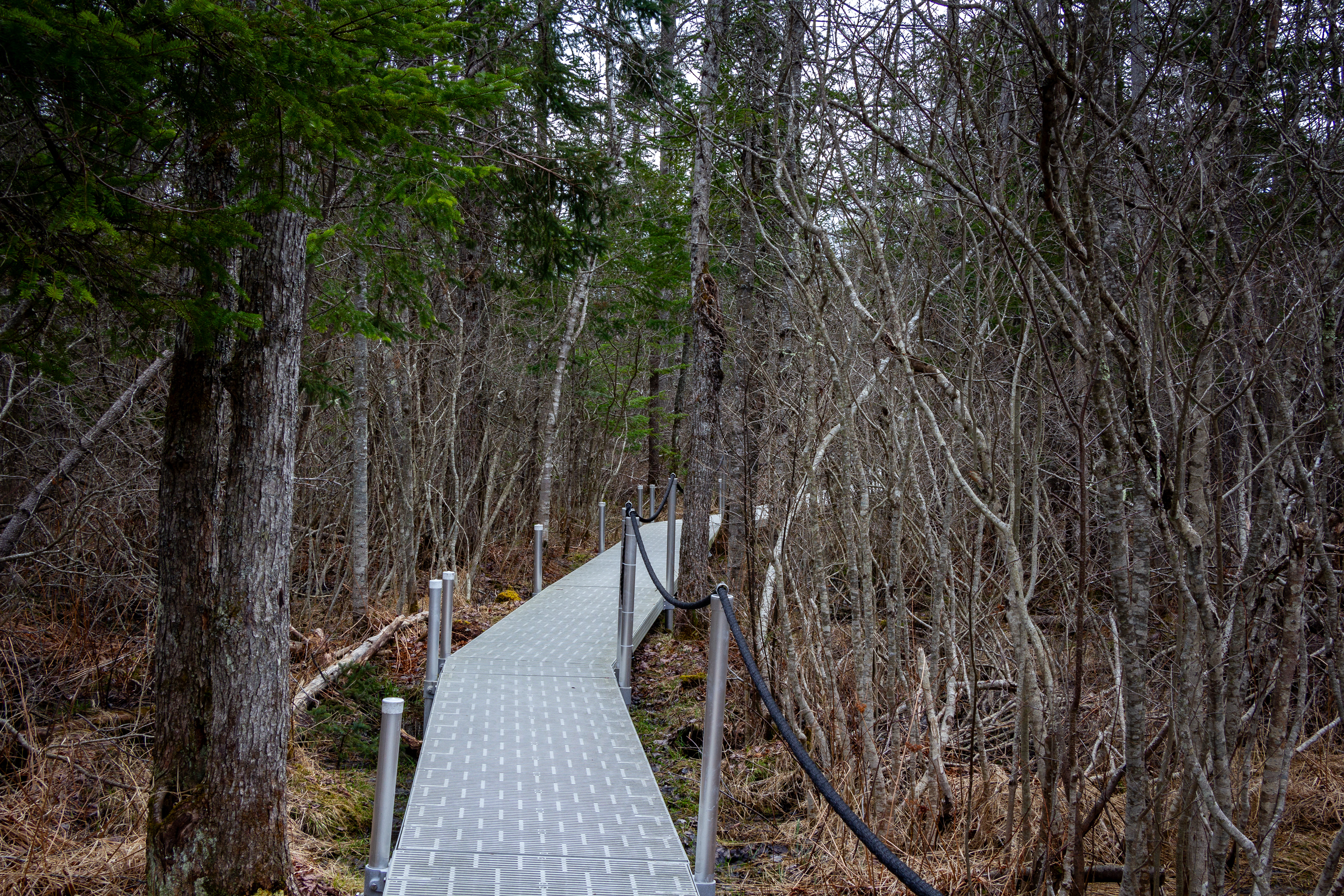 Bog Trail No1
