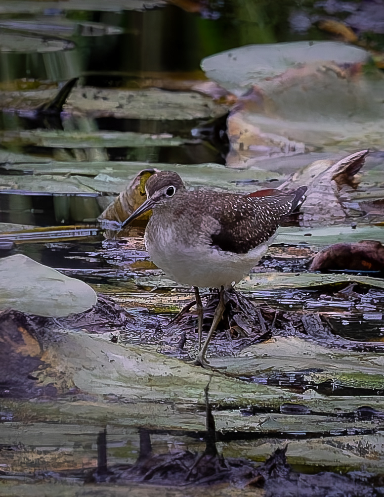Solitary Sandpiper No1
