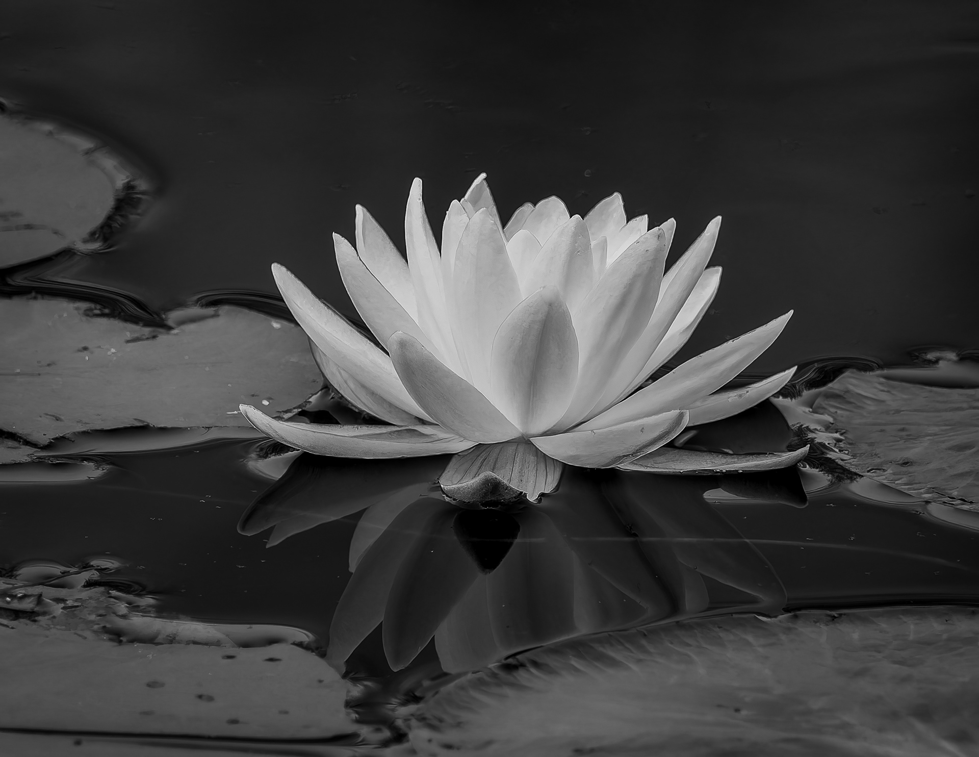 Water Lily No2