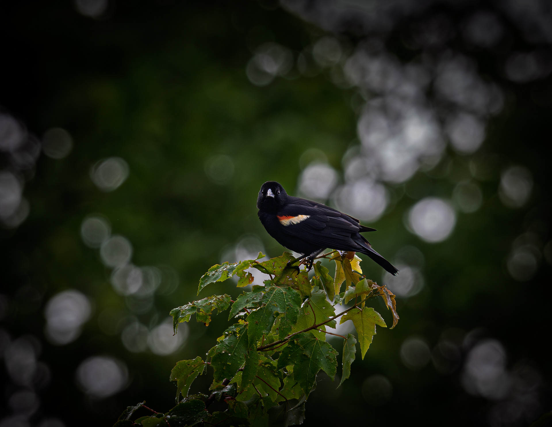 Male Red-winged Blackbird No3