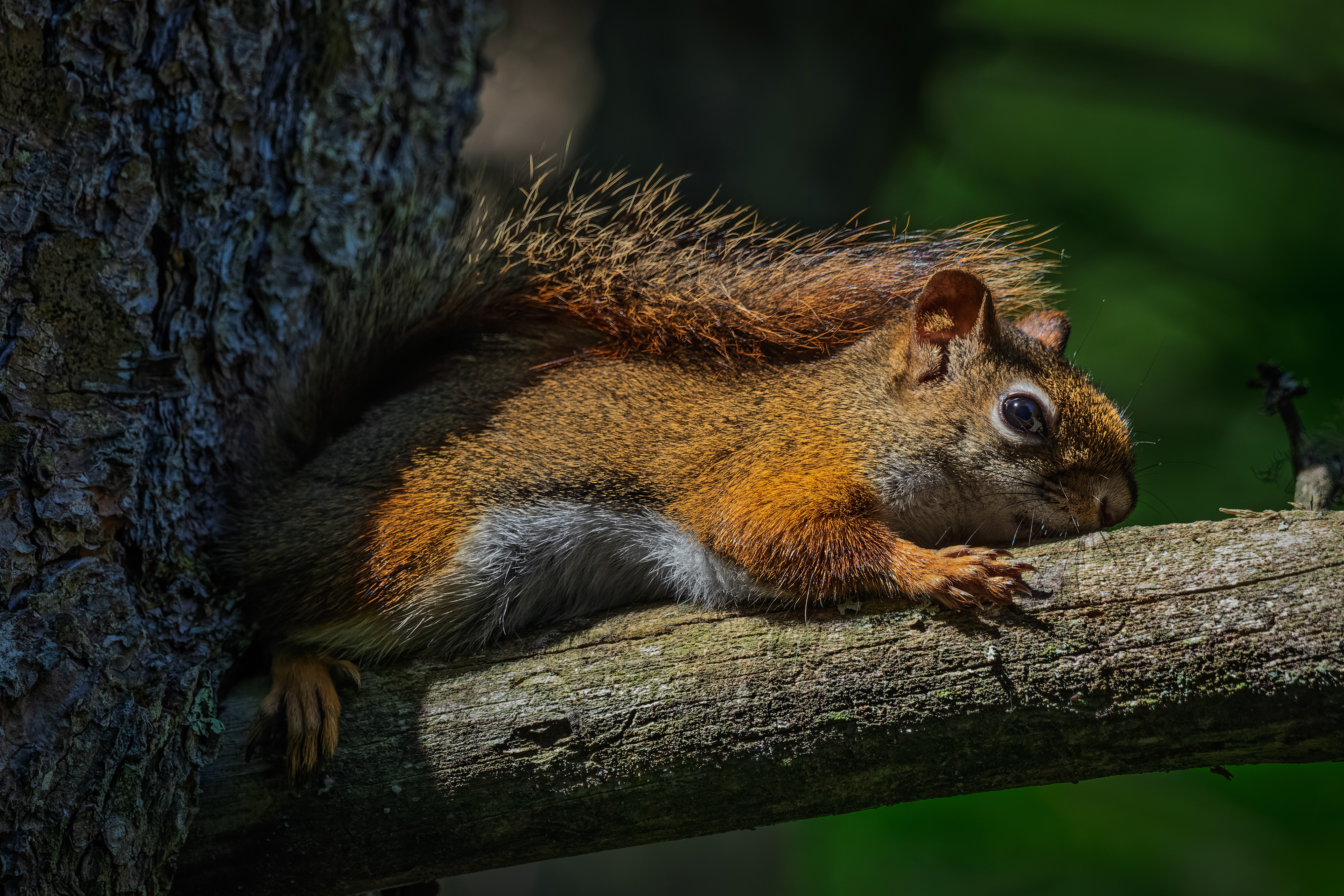 Red Squirrel No2