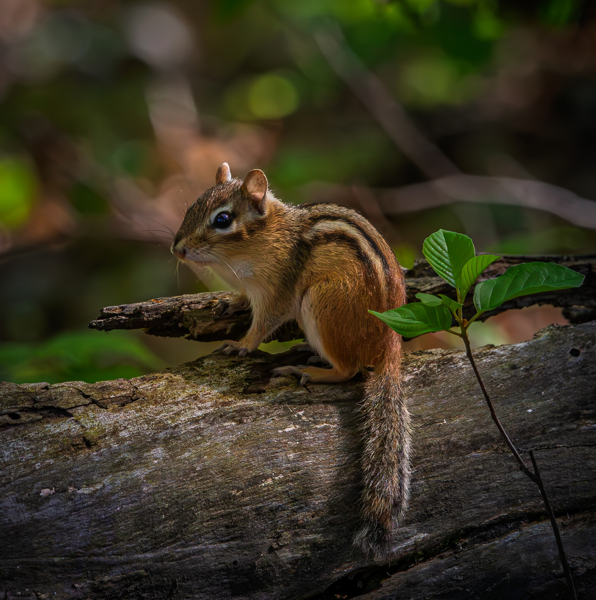 Chipmunk - May 26, 2026