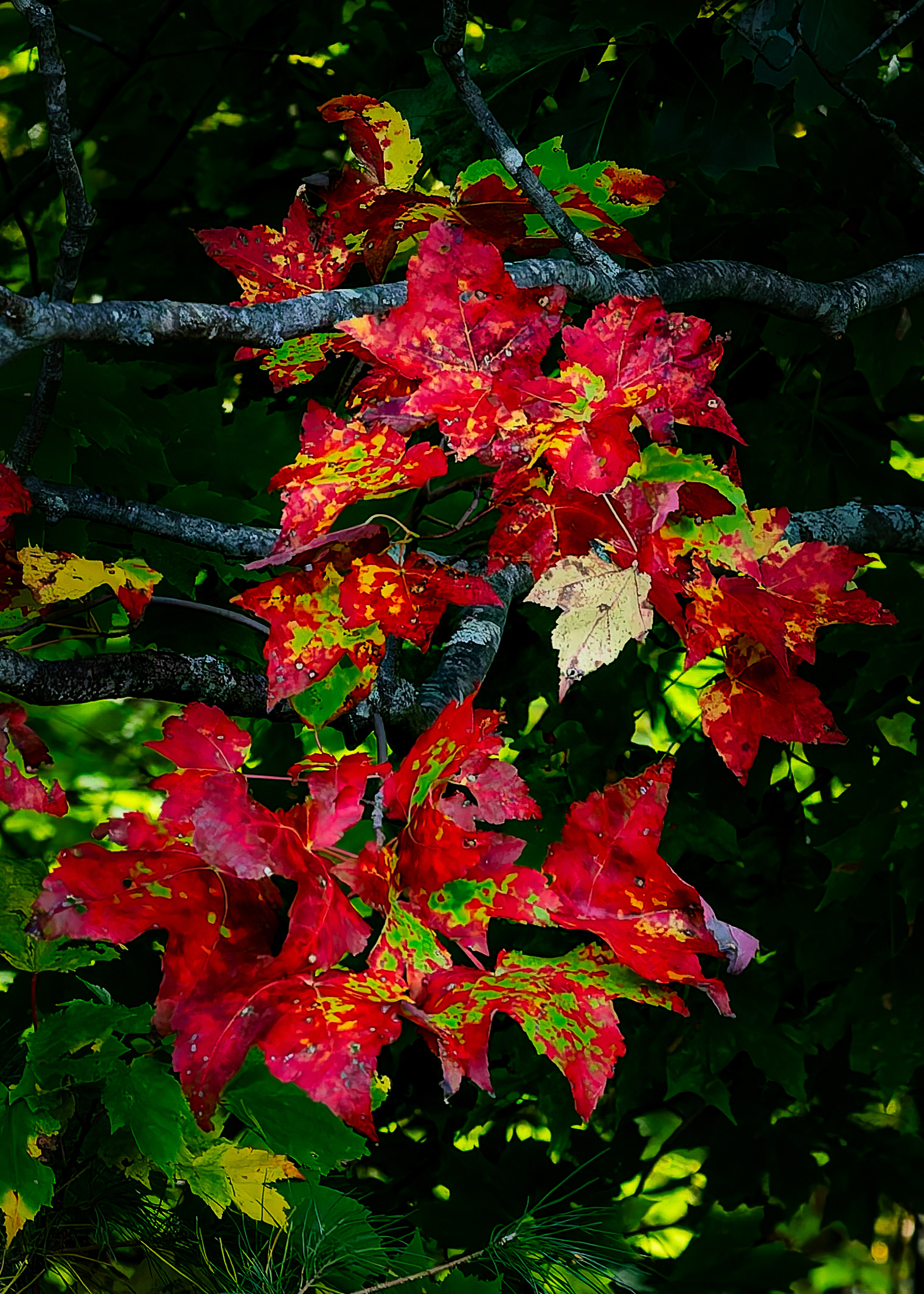 Red Maple Leaves