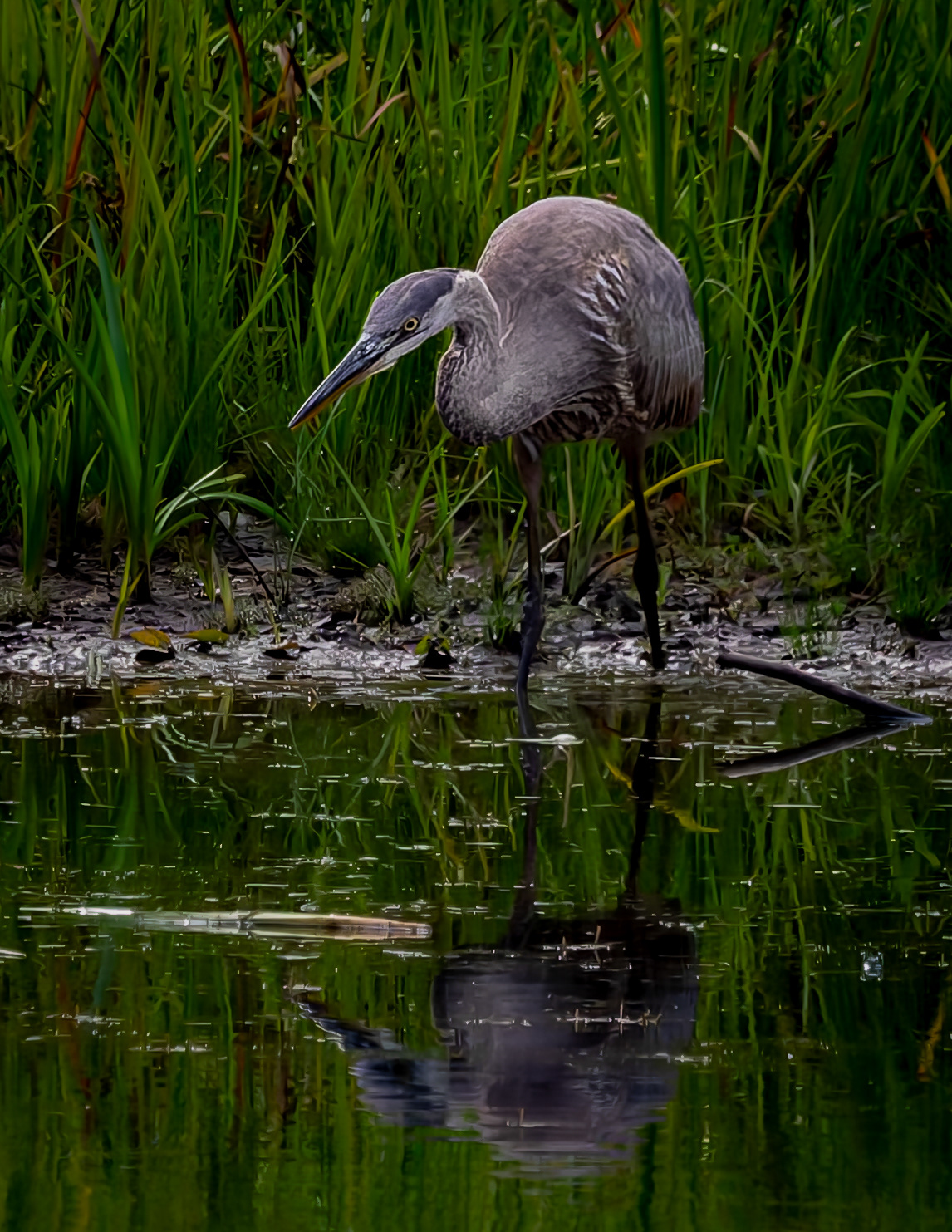 Great Blue Heron No3 - August 2, 2026