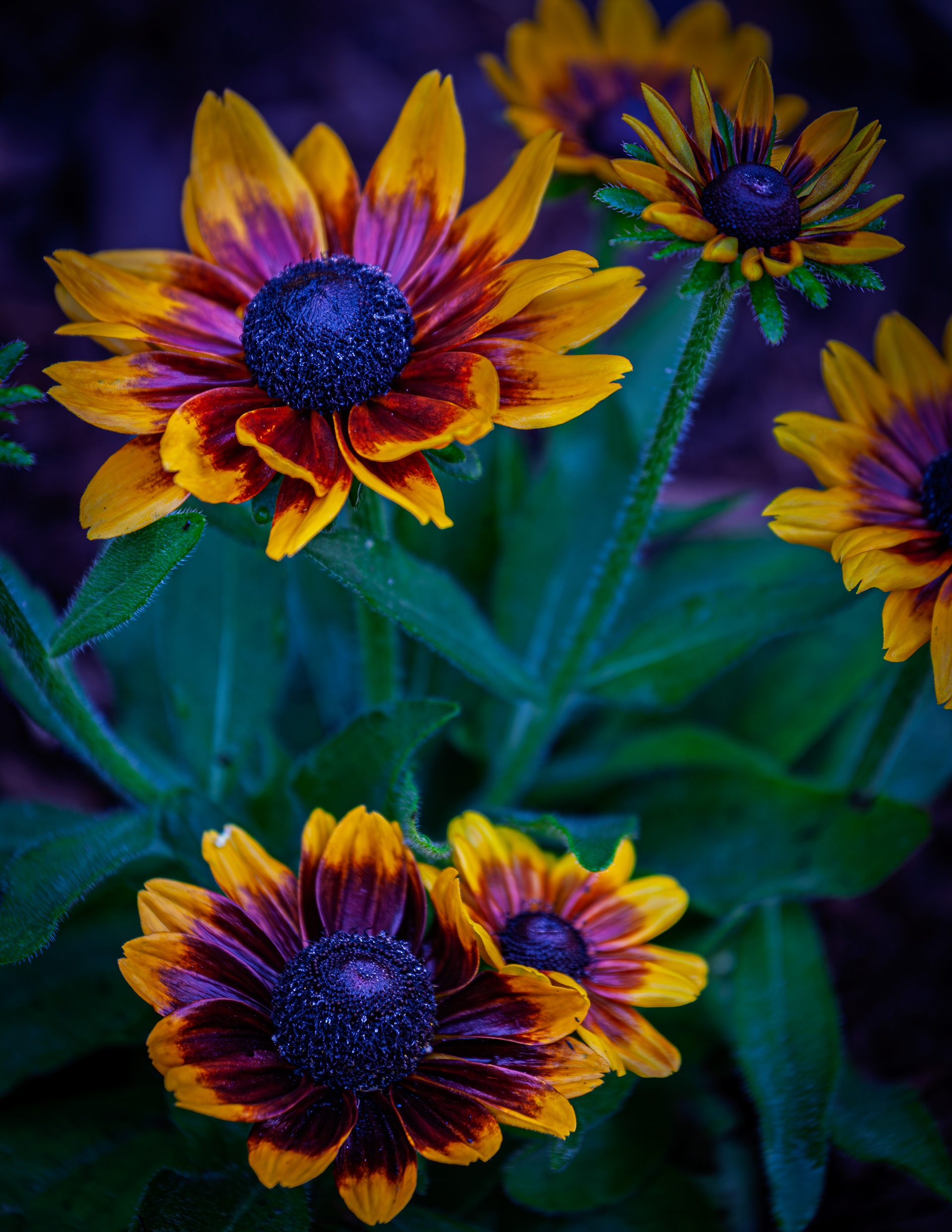 Toto Rustic Rudbeckia