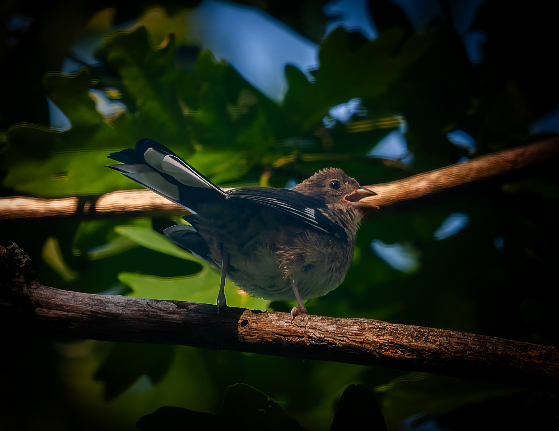 Juvenile Eastern Towhee No1
