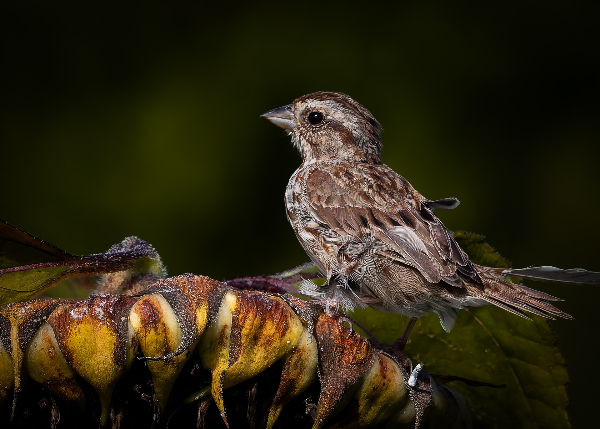Song Sparrow - September 22, 2026