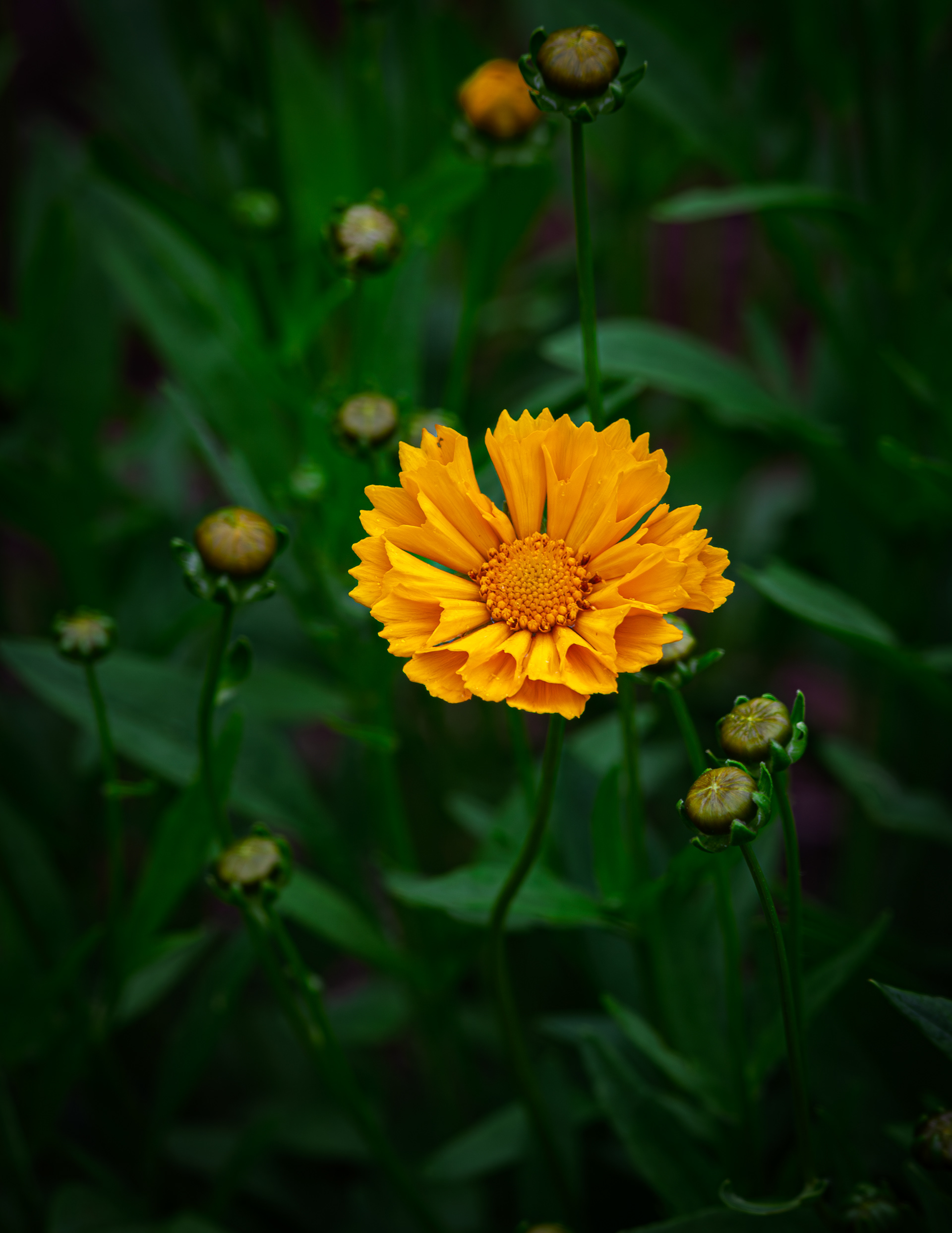 Coreopsis No1