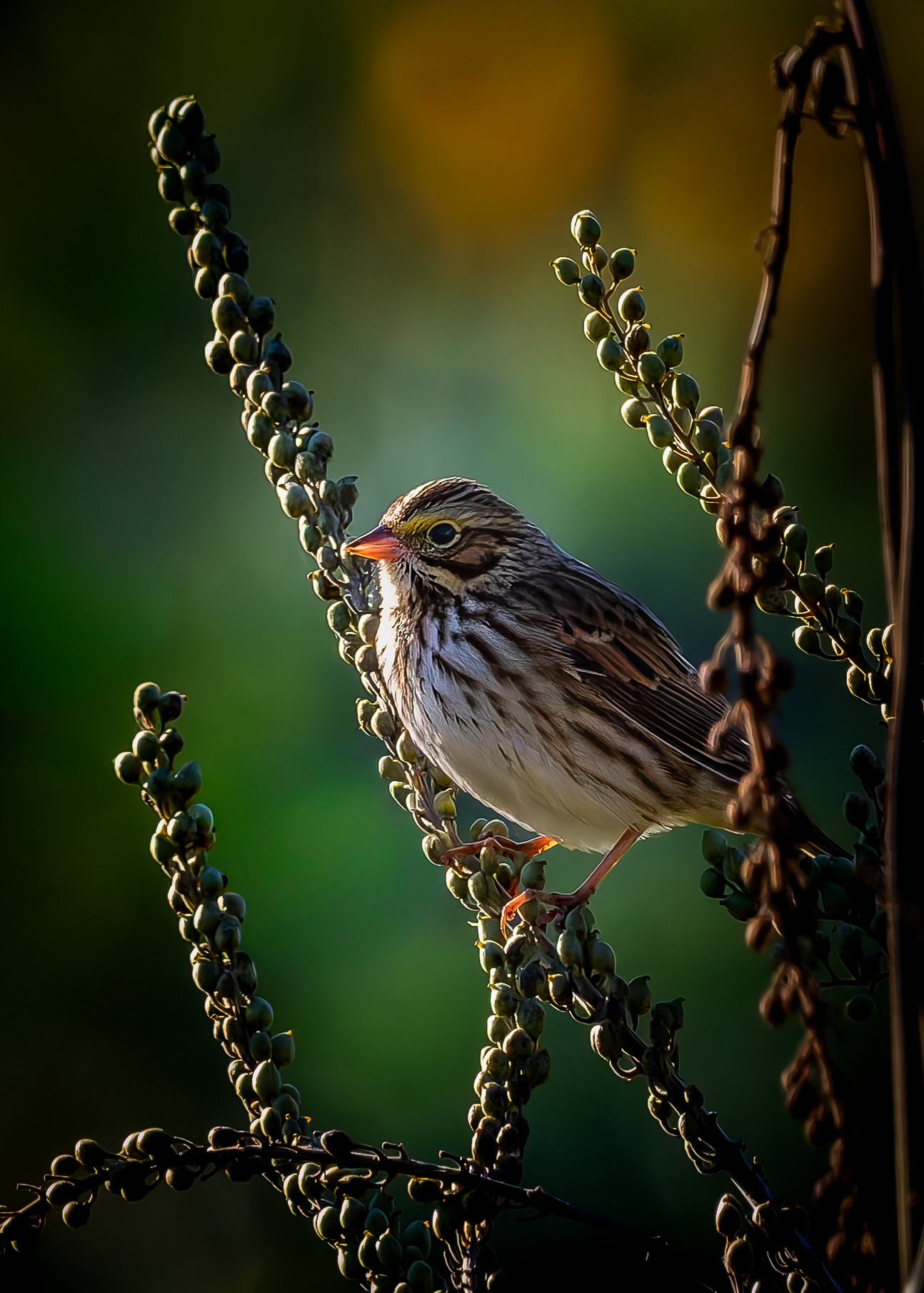 Savannah Sparrow No1 - October 4, 2026