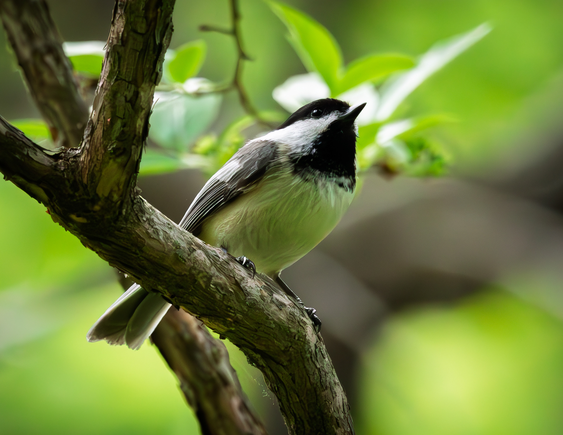 Chickadee