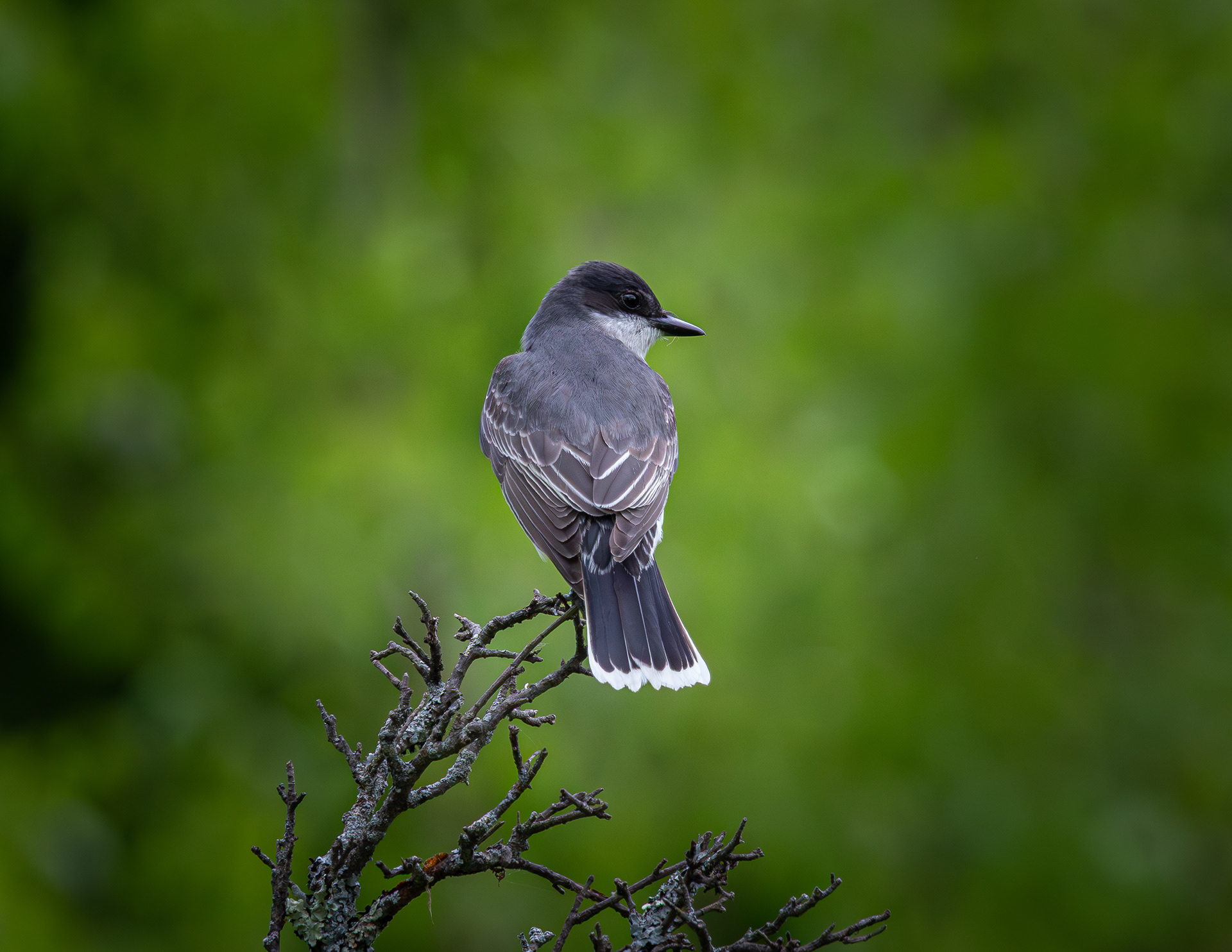 Eastern Kingbird - May 18, 2025