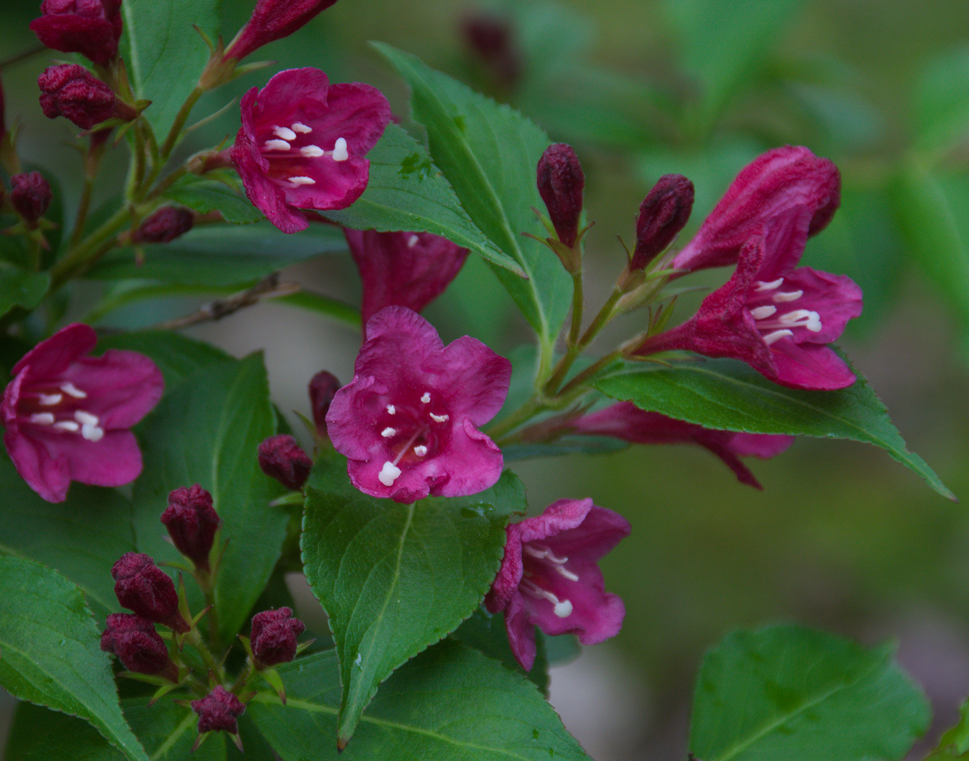 Weigela