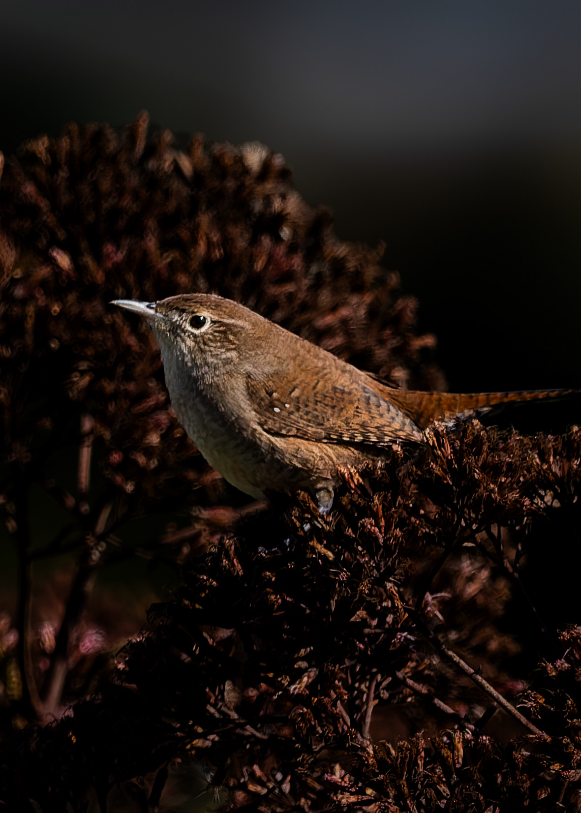 House Wren No1 - September 16, 2026