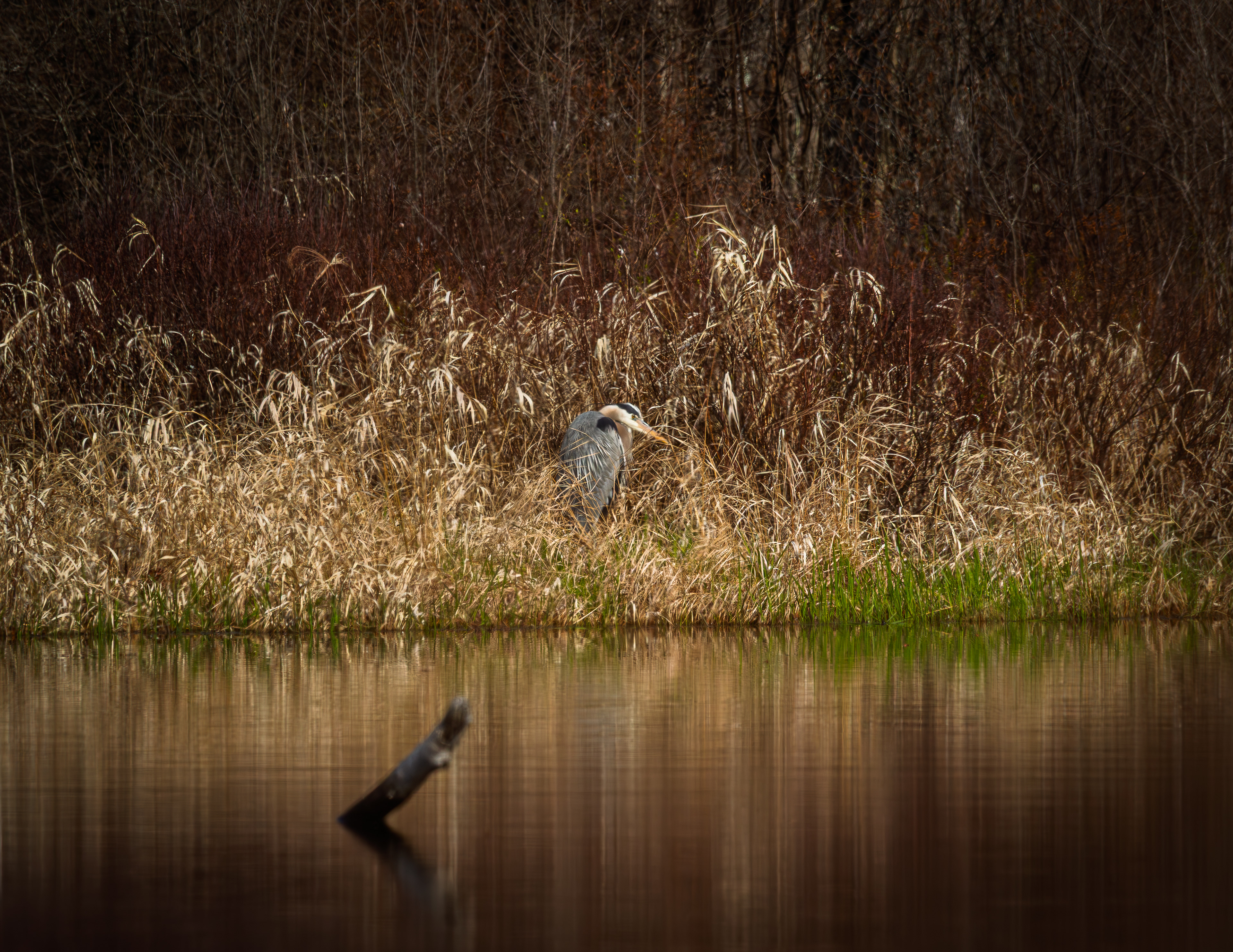 Great Blue Heron