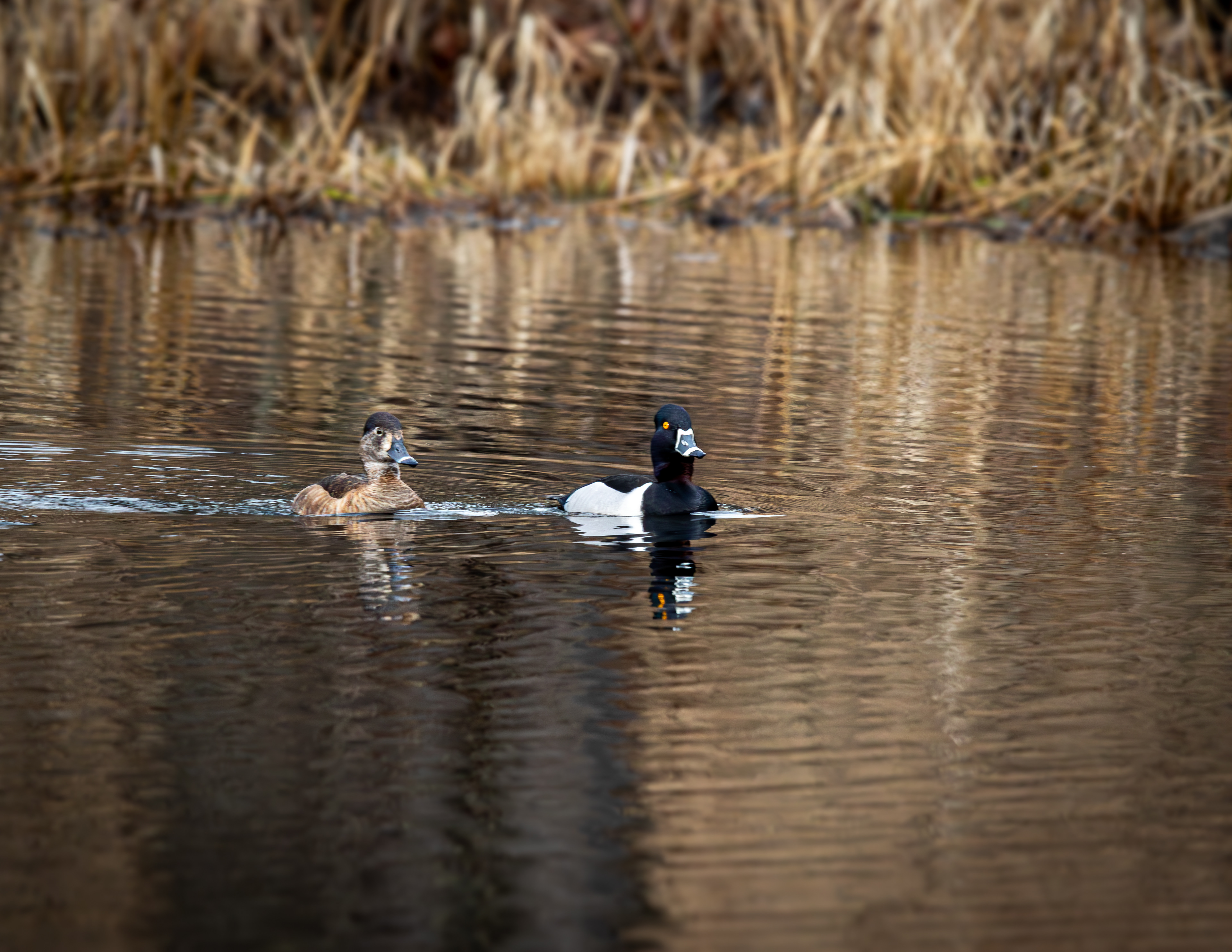 Ringnecked Ducks at CSV No3