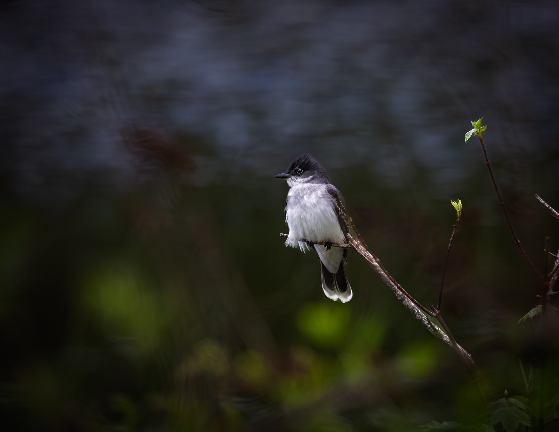 Eastern Kingbird No1