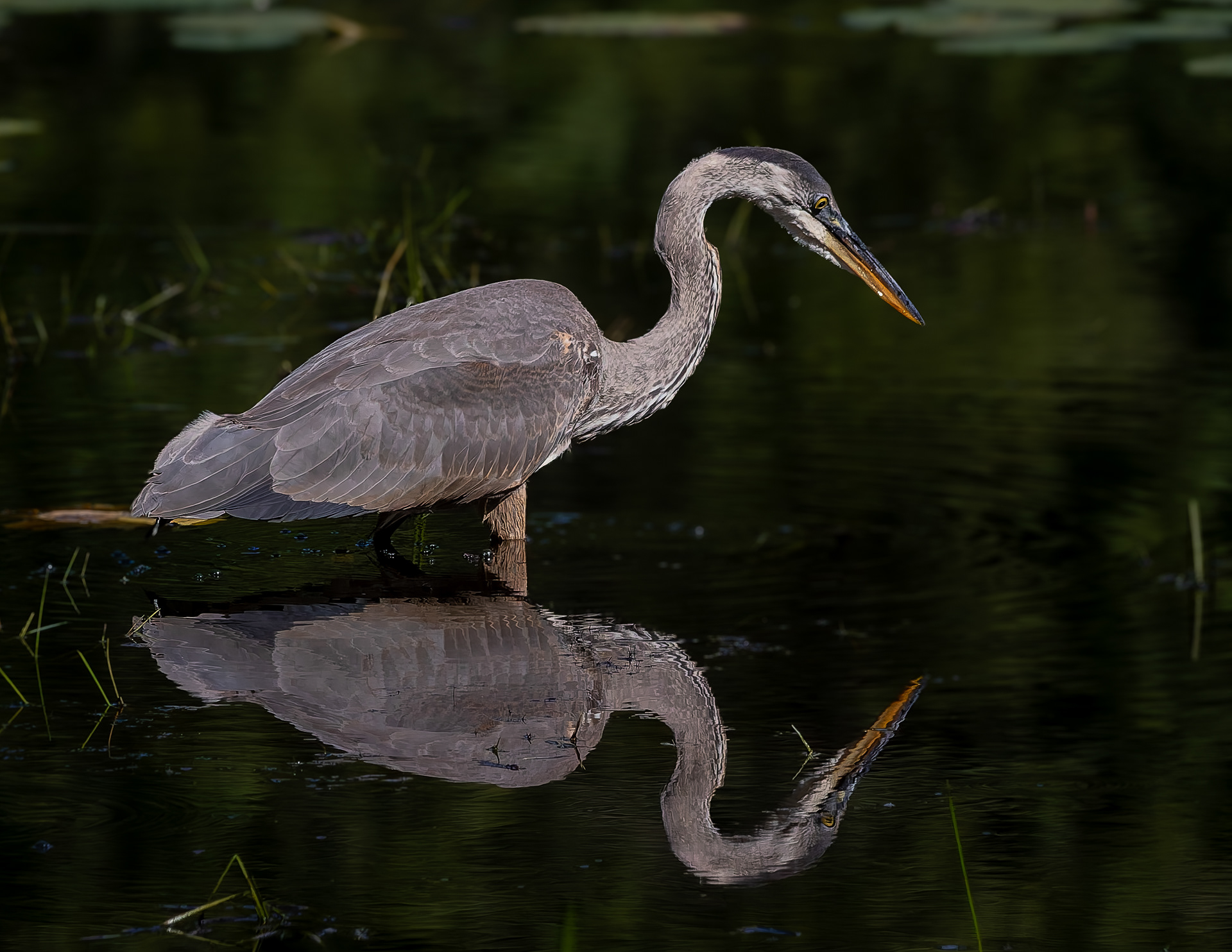 Great Blue Heron No4