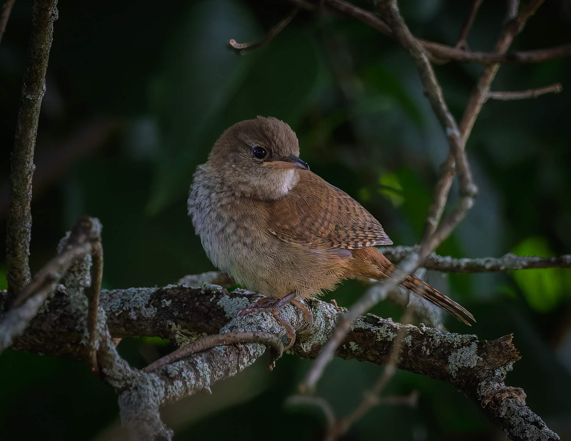 Northern House Wren - July 19, 2026