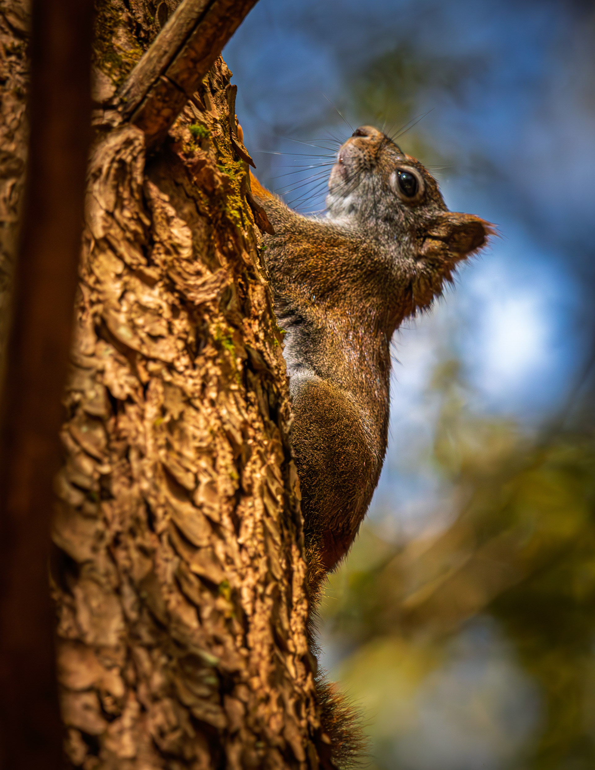 Red Squirrel