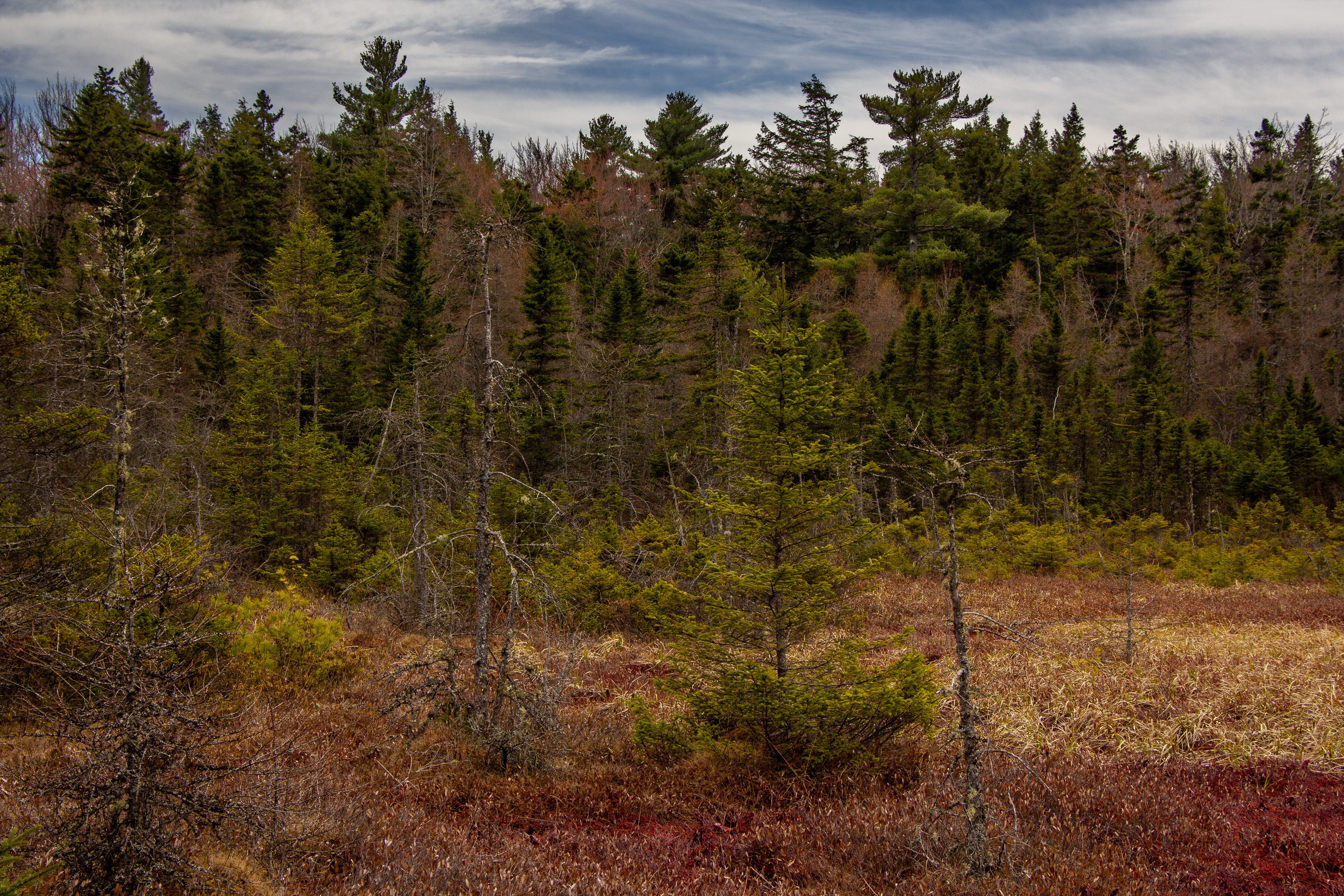 Philbrick-Cricenti Bog No18