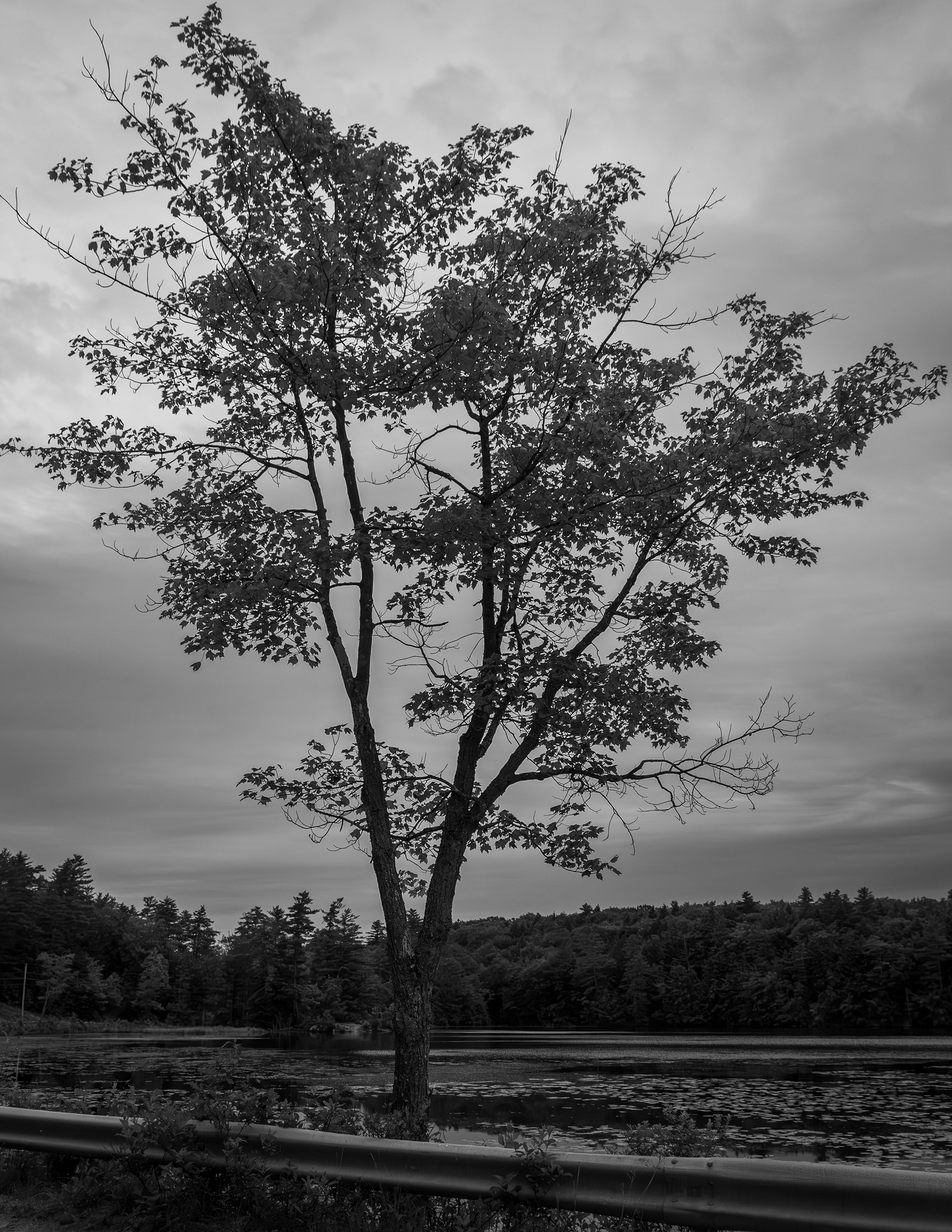 Shellcamp Pond Favorite Tree No4