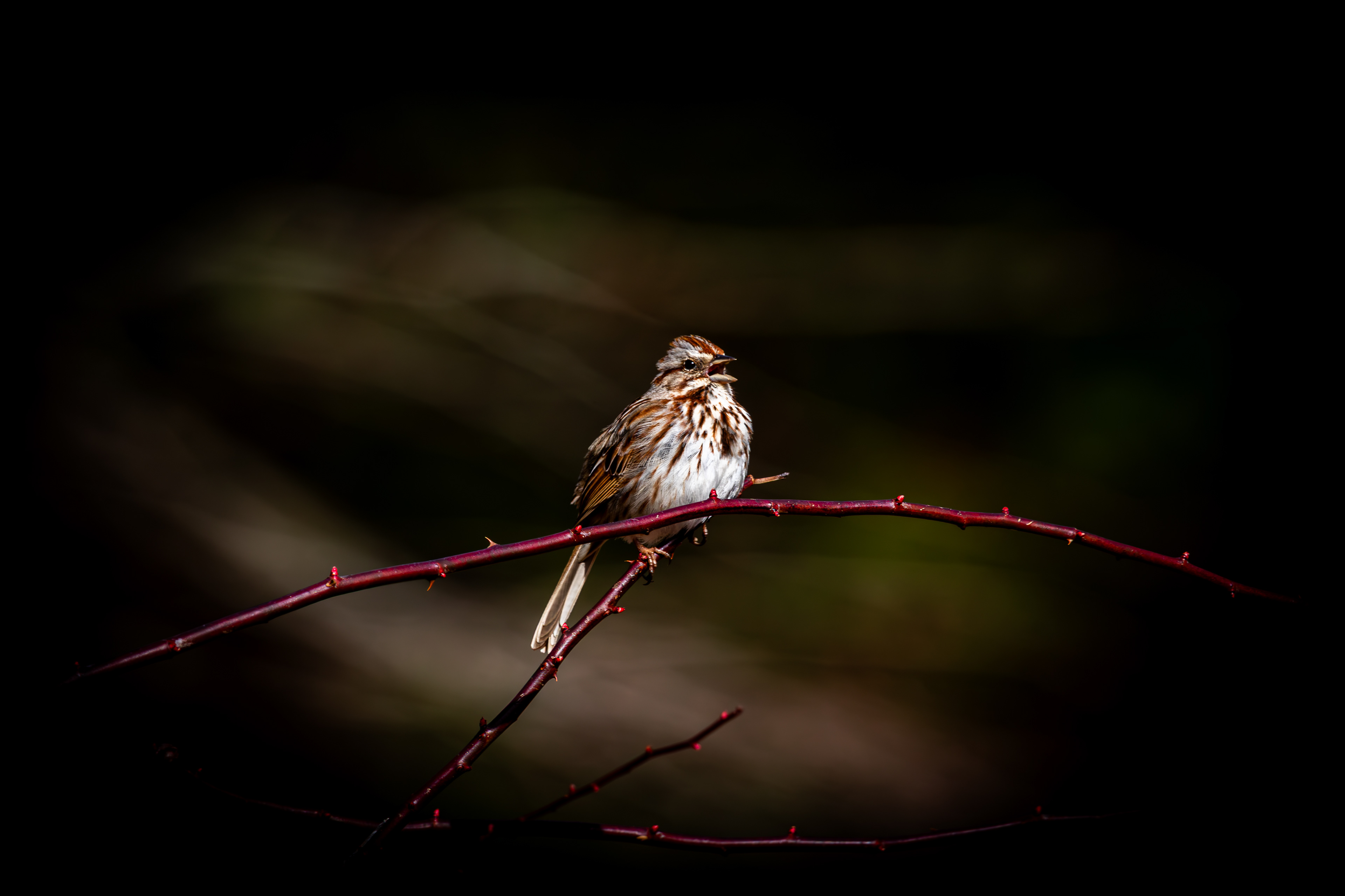 Singing Song Sparrow - April 4, 2025