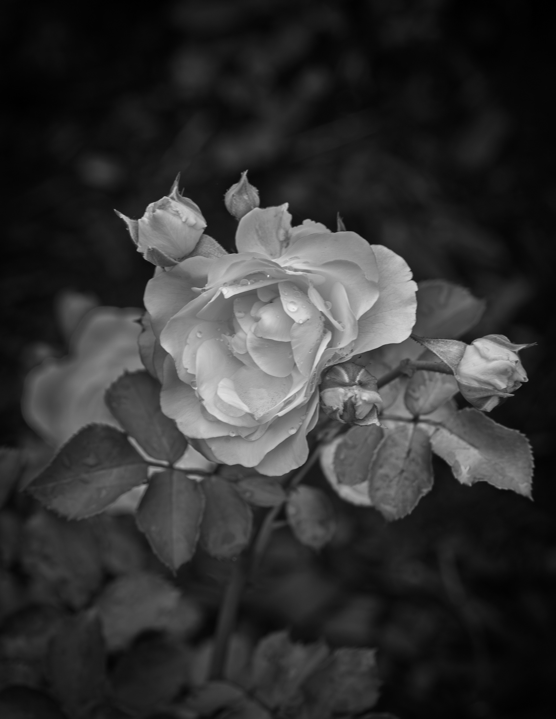 Snowdrift Rose - June 26, 2025