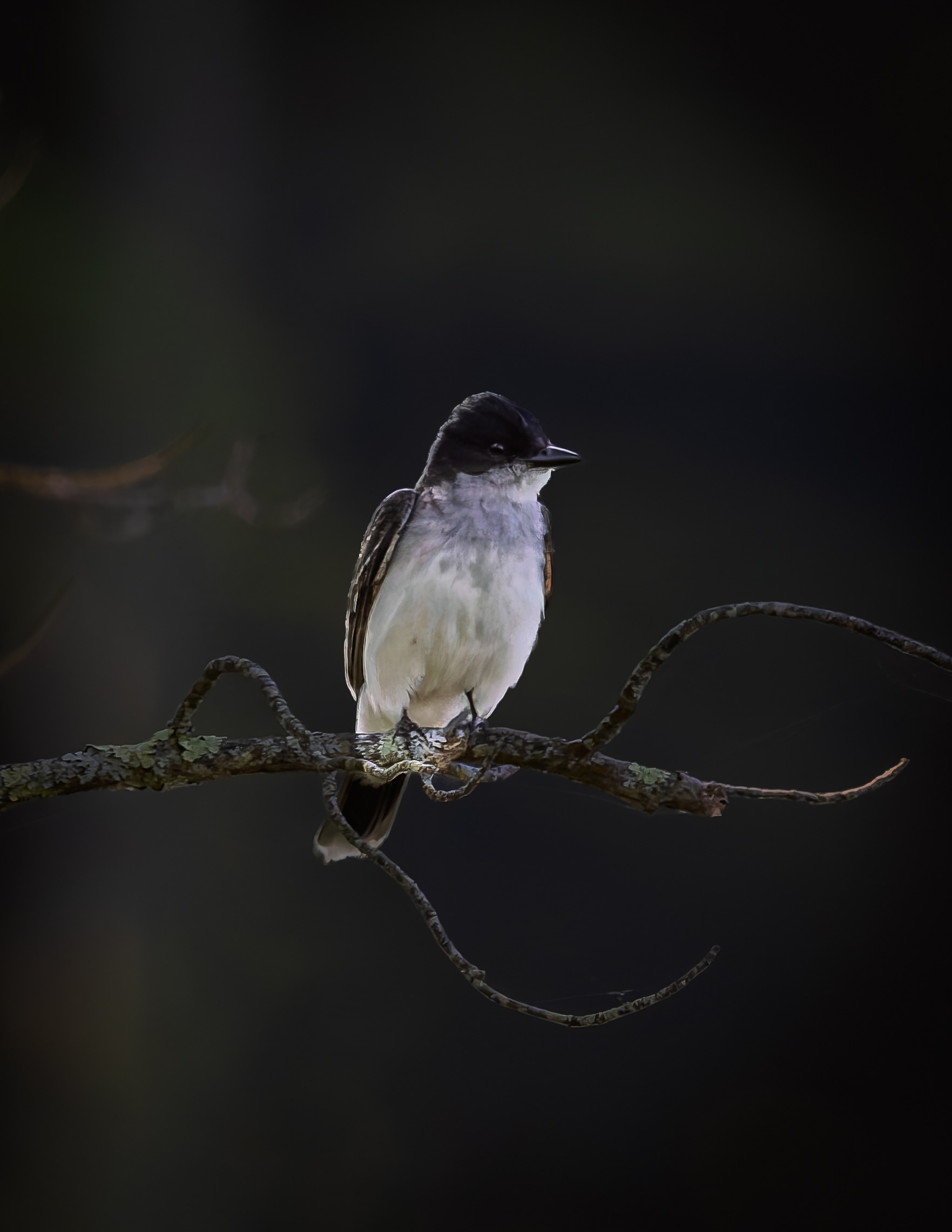Eastern Kingbird