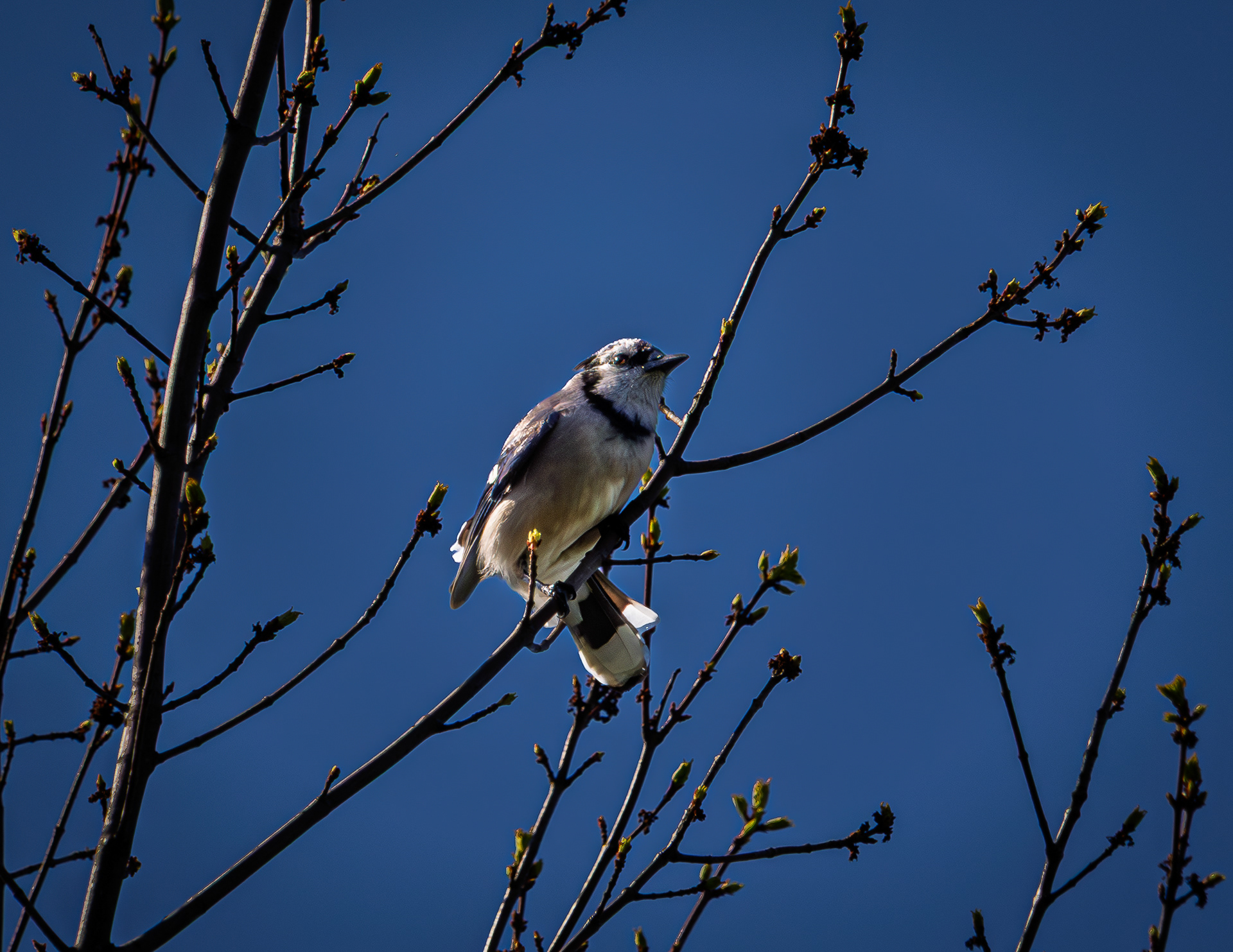 Blue Jay