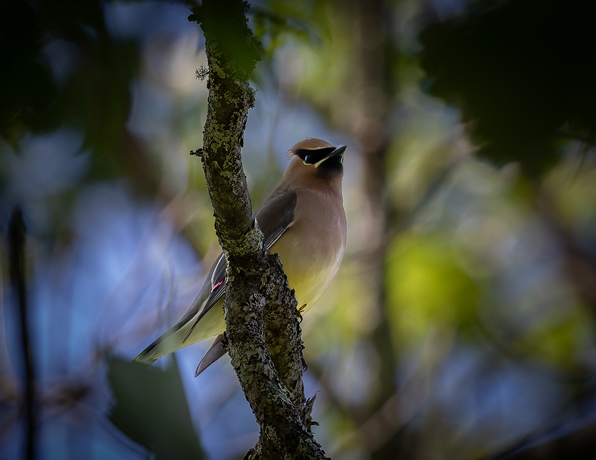 Cedar Waxwing