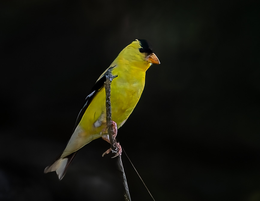 Male Goldfinch No1