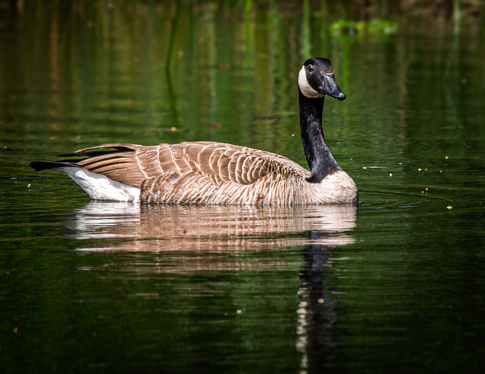 Canada Goos3 No2
