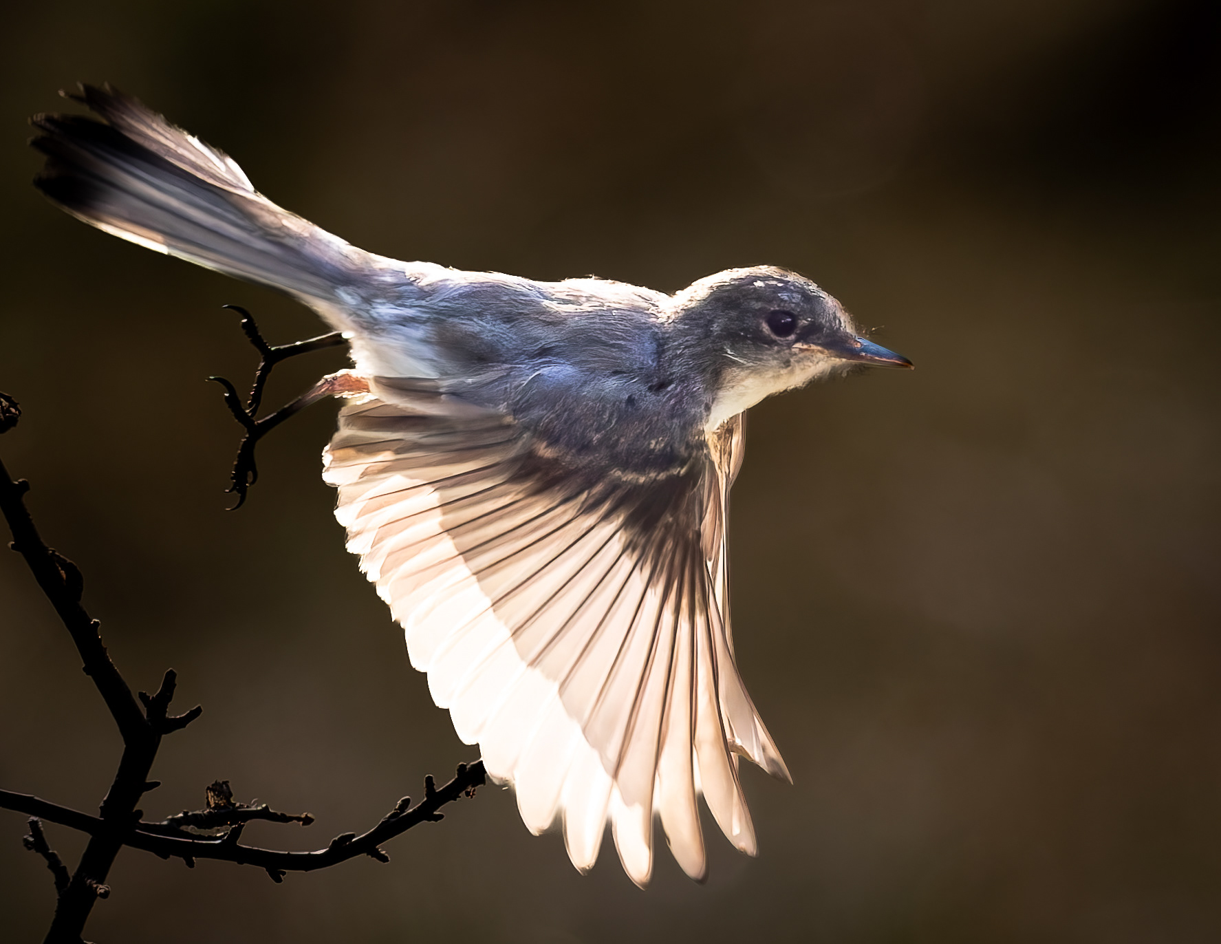 Eastern Phoebe No2
