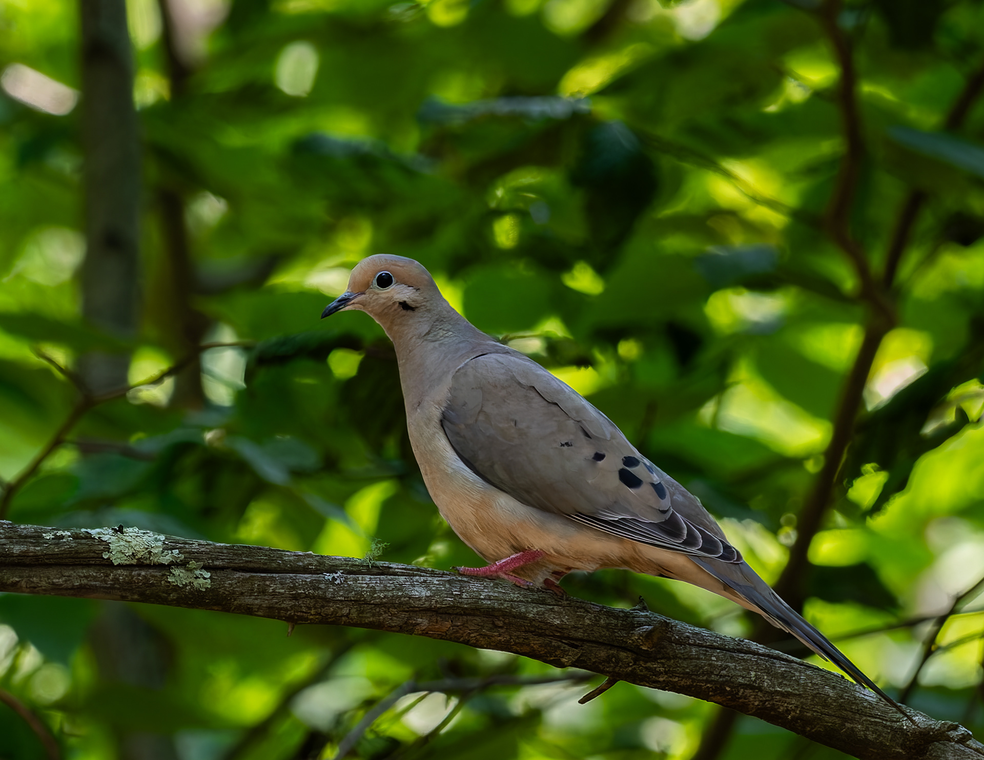 Mourning Dove No1
