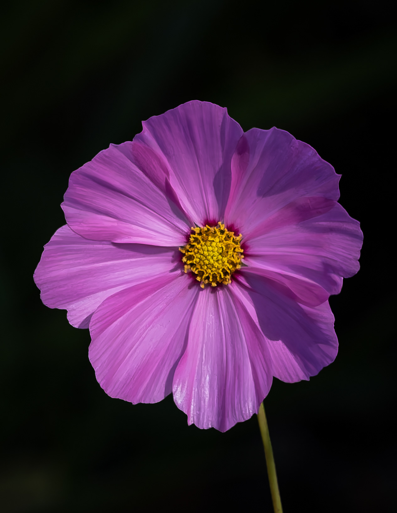 Cosmos - September 10, 2026