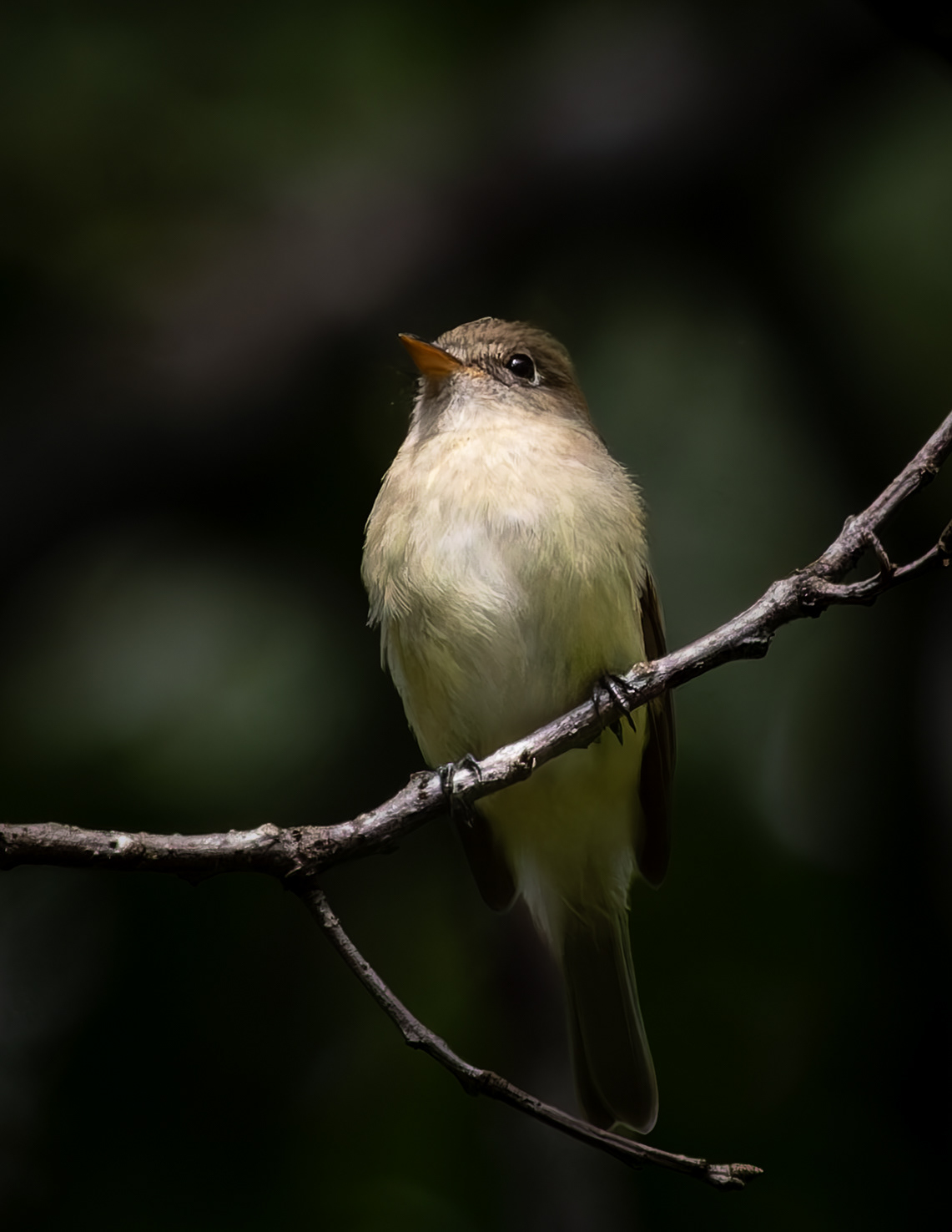 Flycatcher in Color