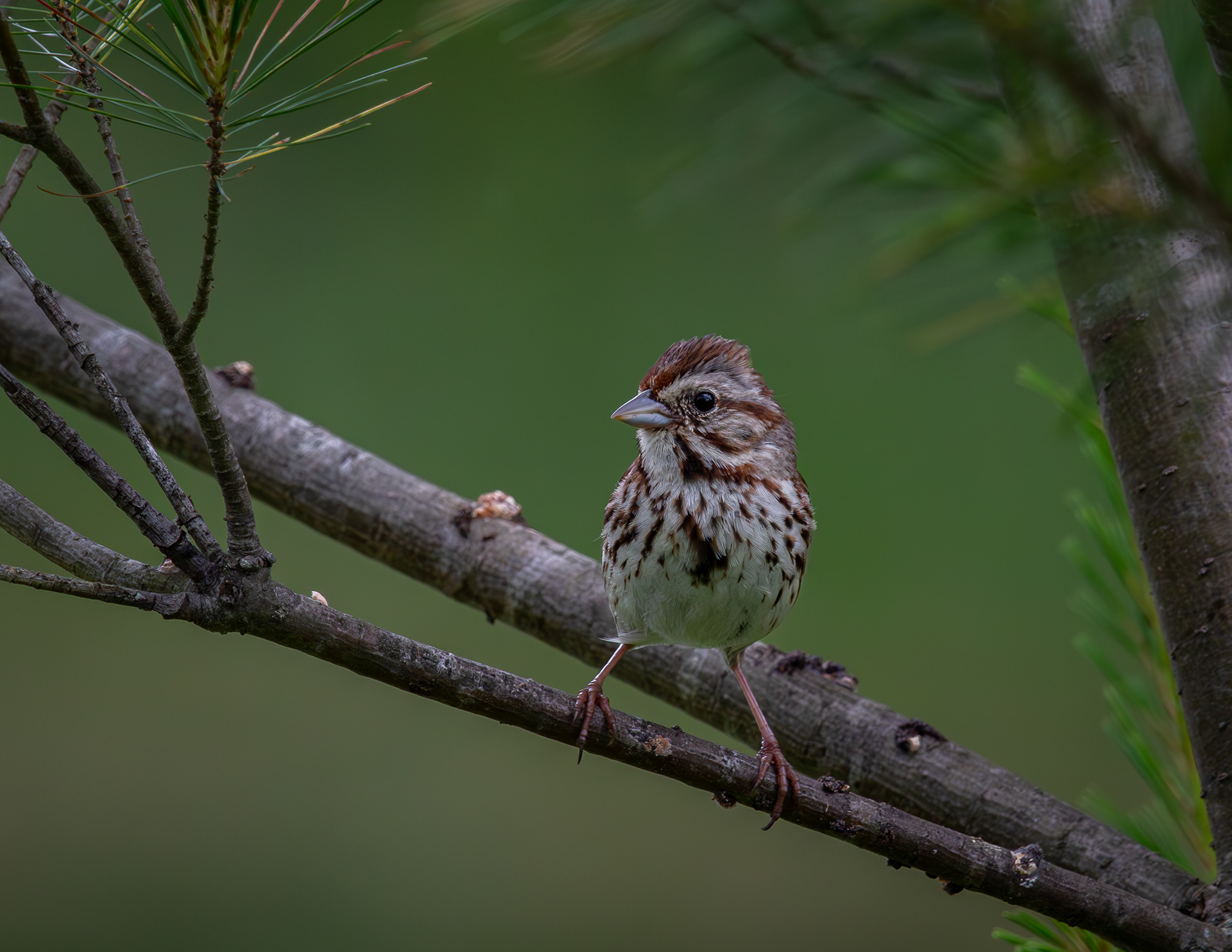 Song Sparrow No1