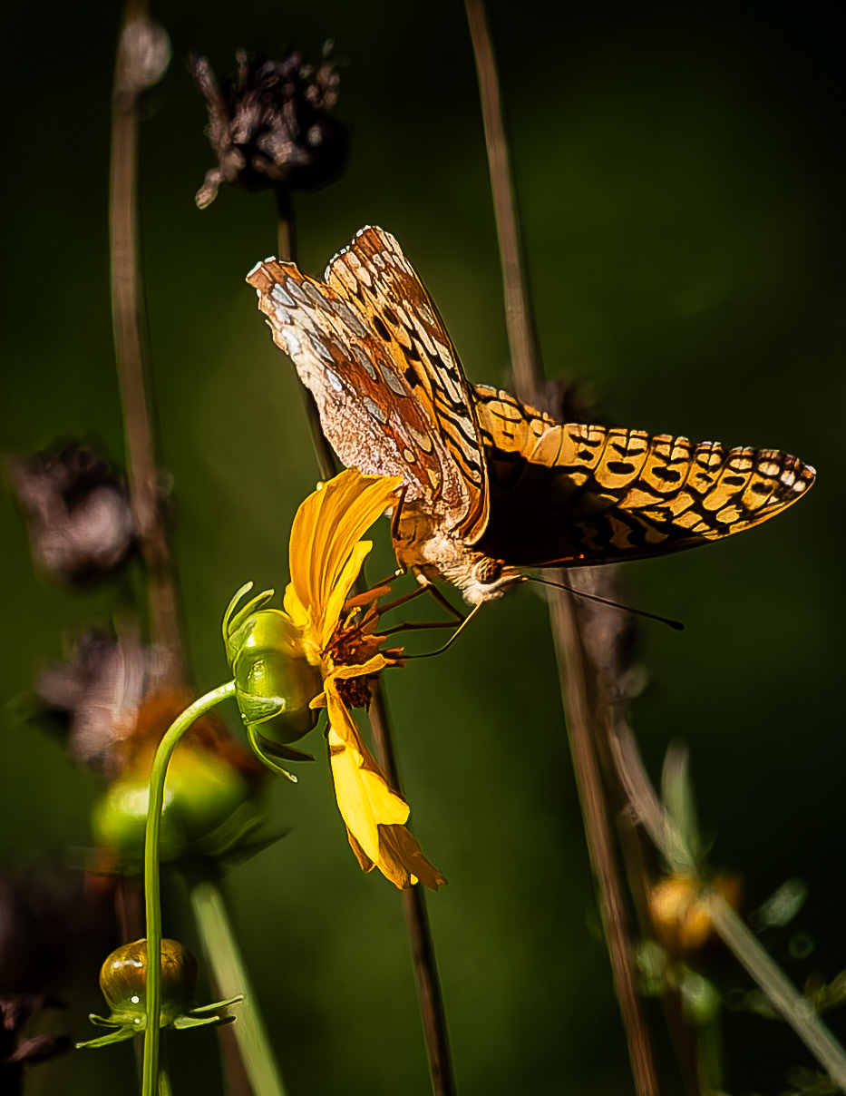 Great Spangled Fritillary No1 - August 26, 2026