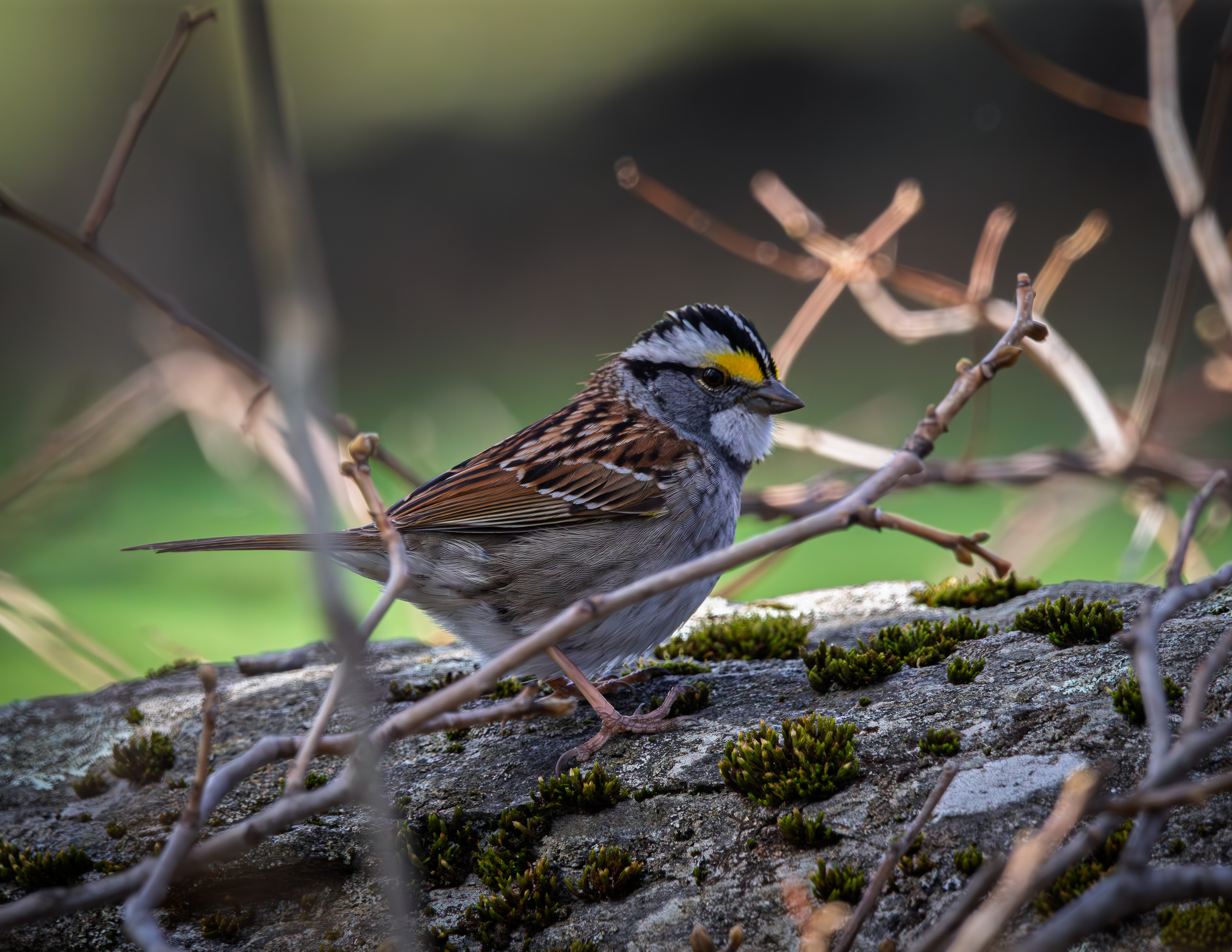 White Throated Sparrow No2