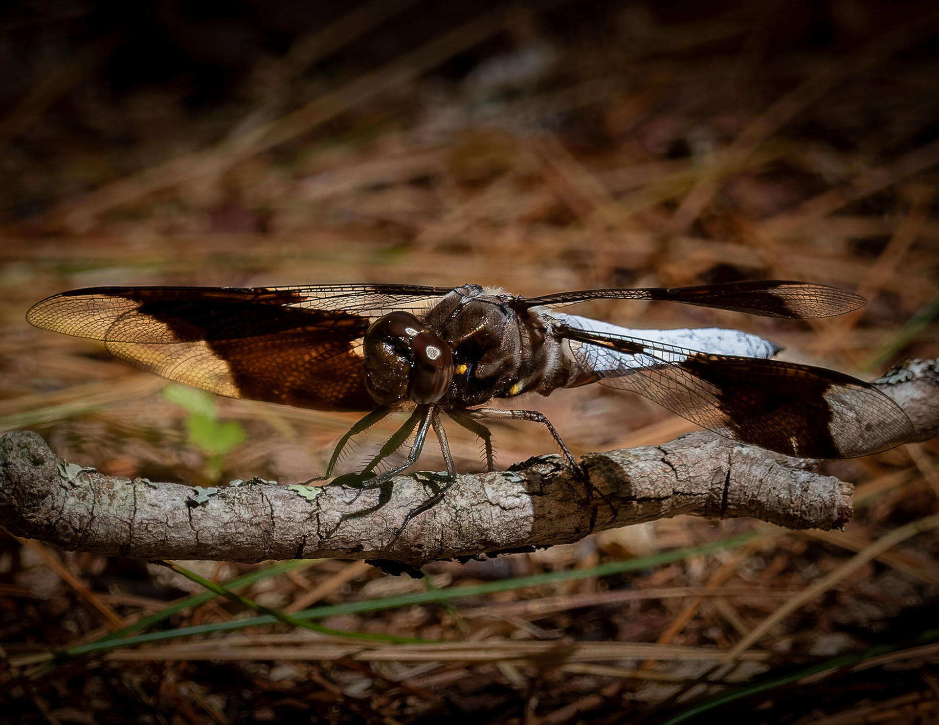 Dragonfly No1