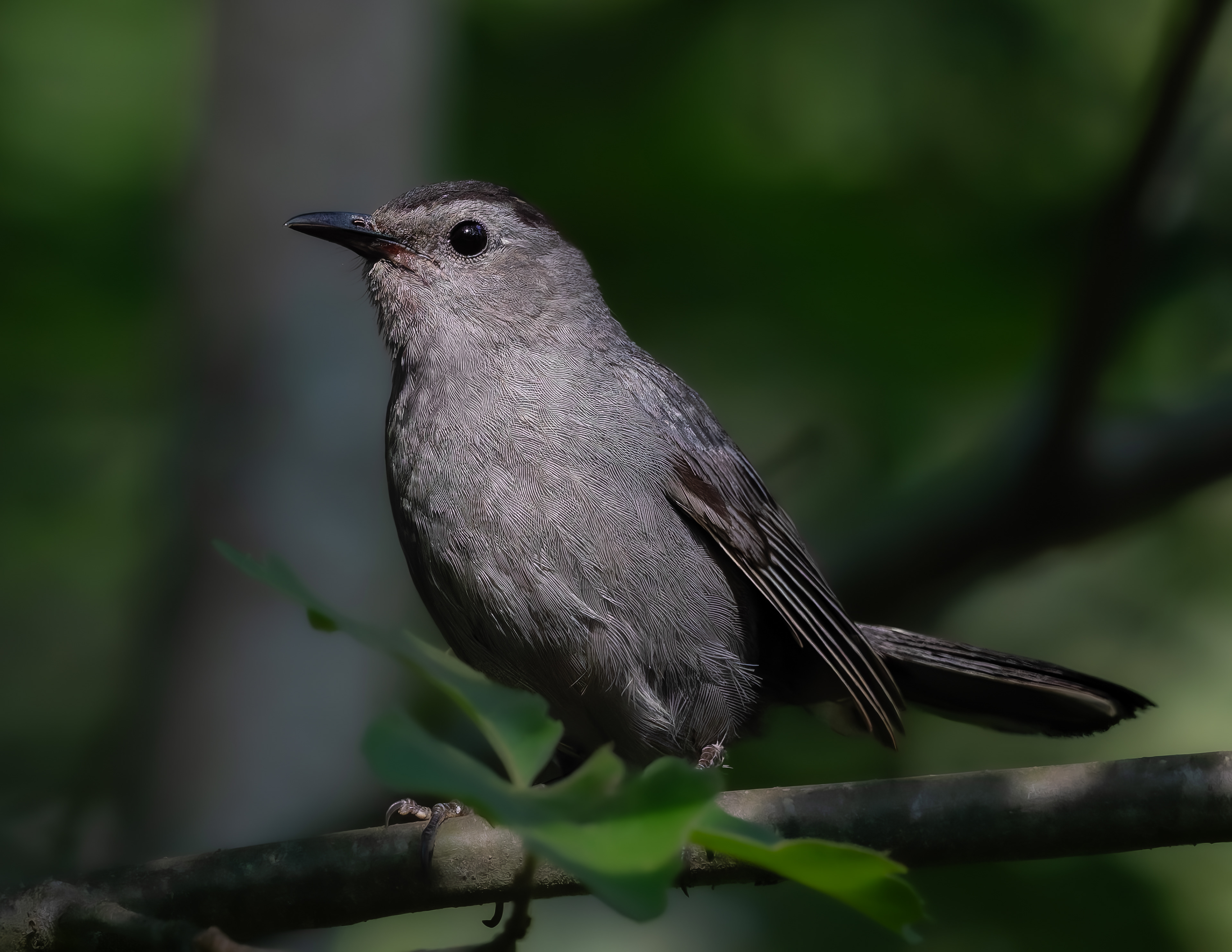 Gray Catbird