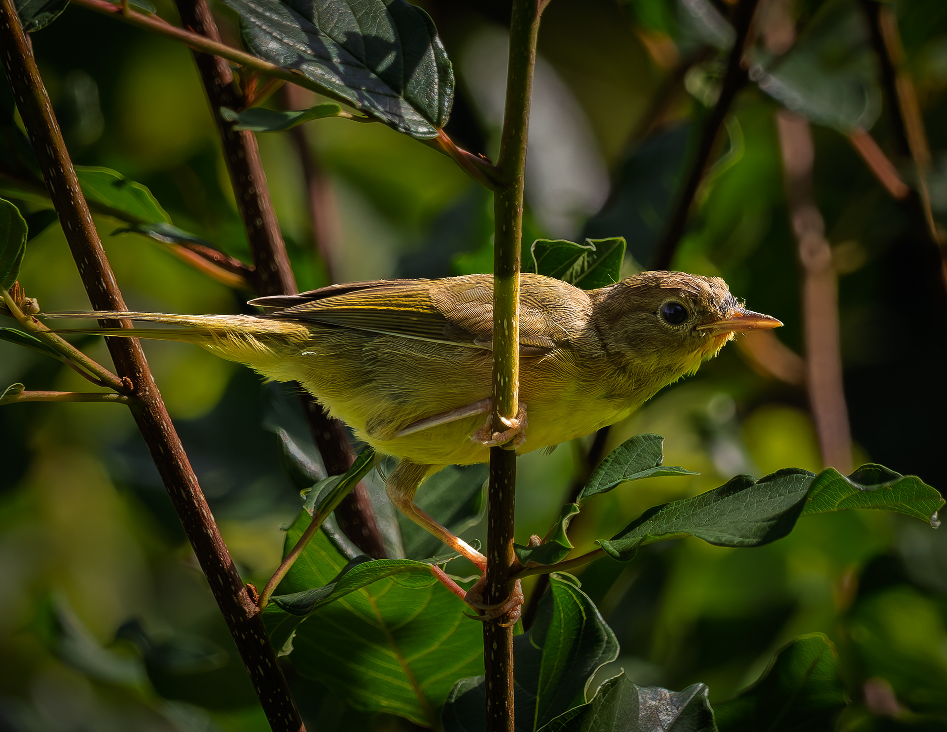 Juvenile Common Yellowthroat No4