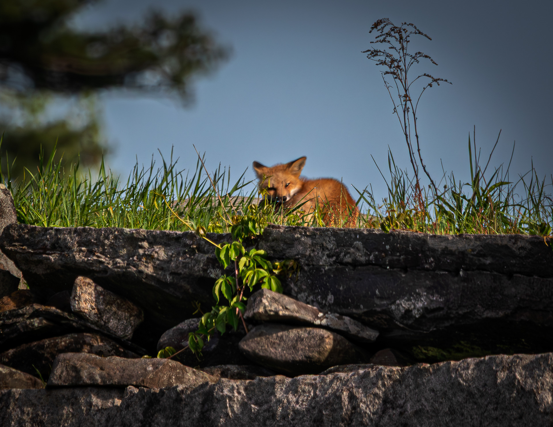 Fox Kit Napping